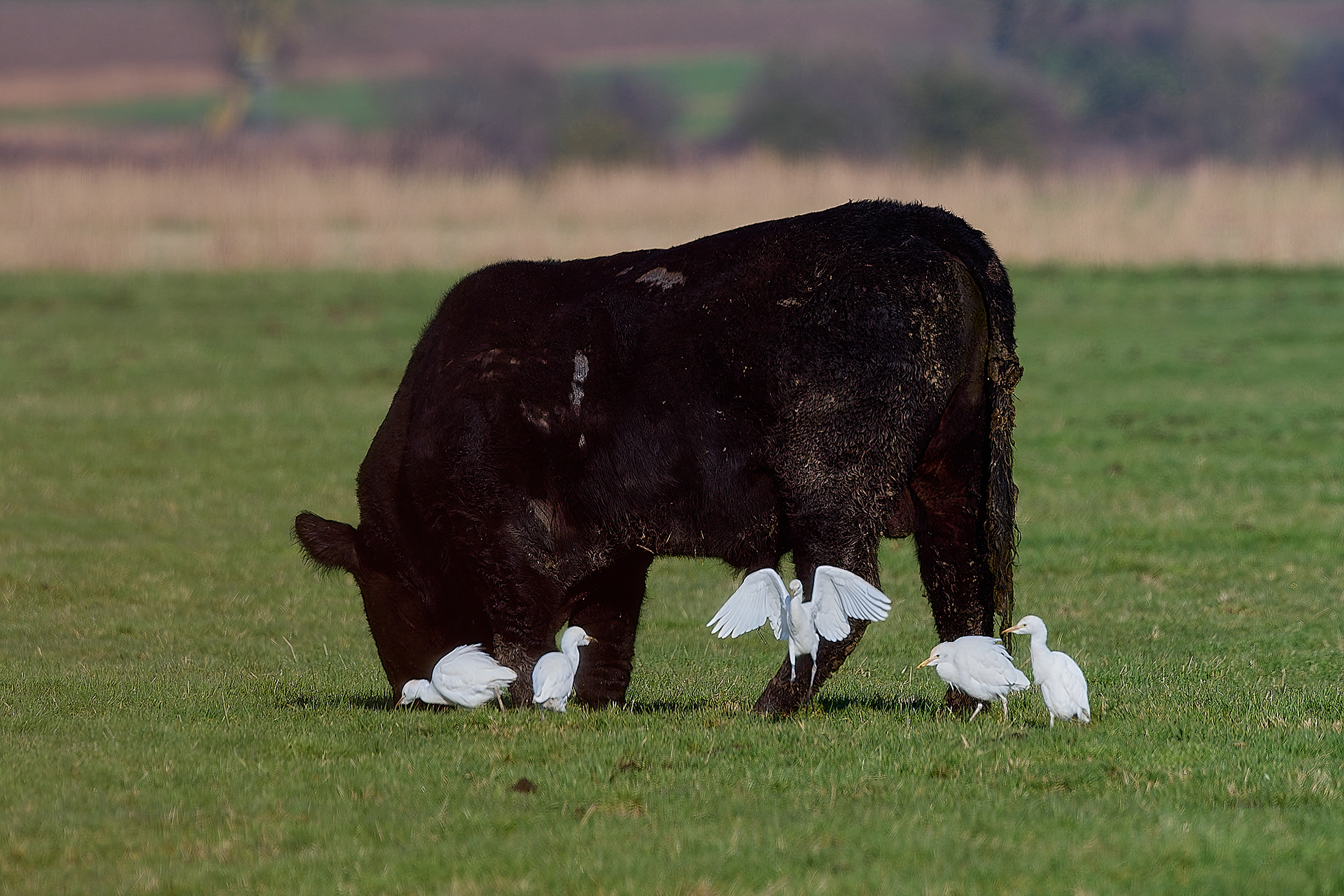 Cattle Egret