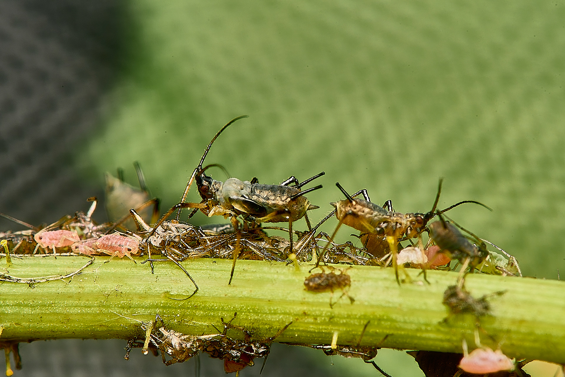 Large Hawkweed Aphid (Uroleucon obscurum)