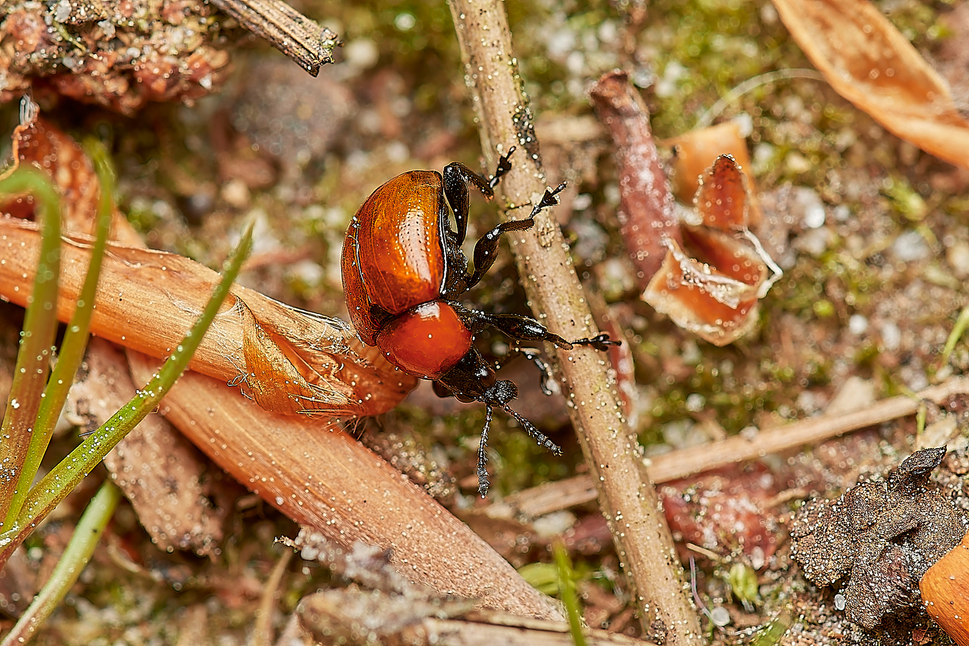 Oak Leaf-roller Weevil (Attelabus nitens)