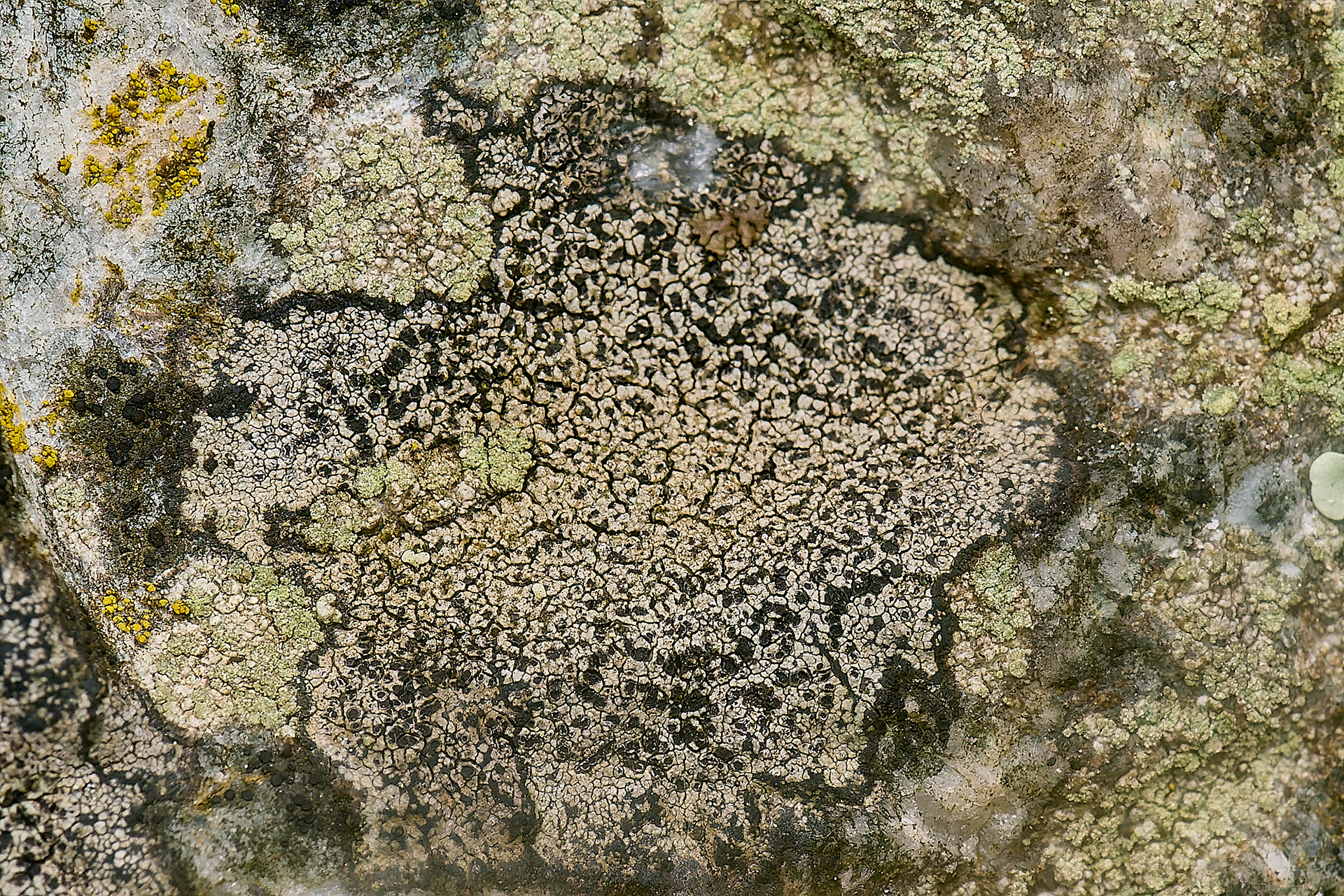 Buellia athelea