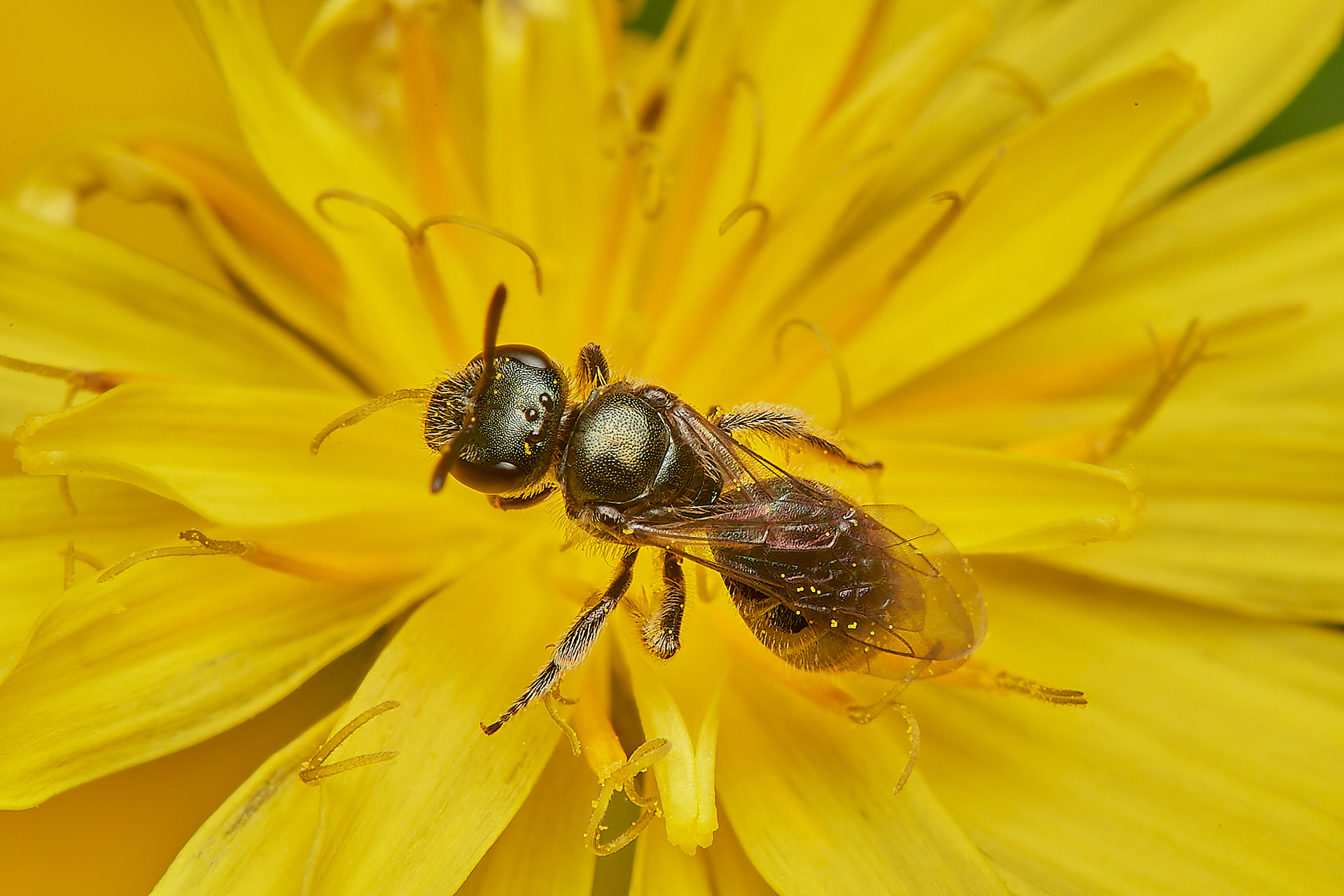 Brasst Furrow Bee Sp? (Lasioglossum Sp?) Hanworth