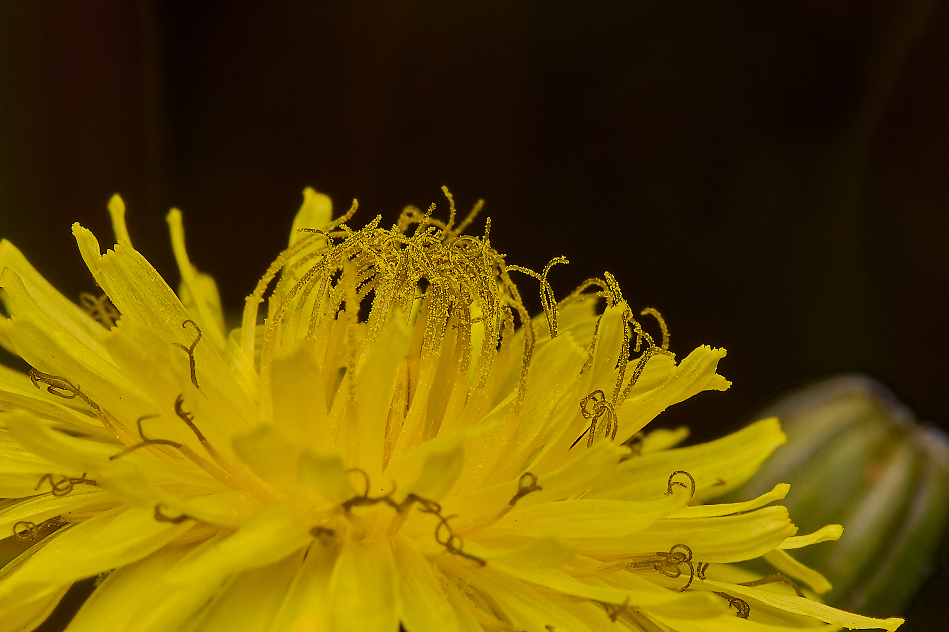 Beaked Hawk's-beard (Crepis vesicaria)