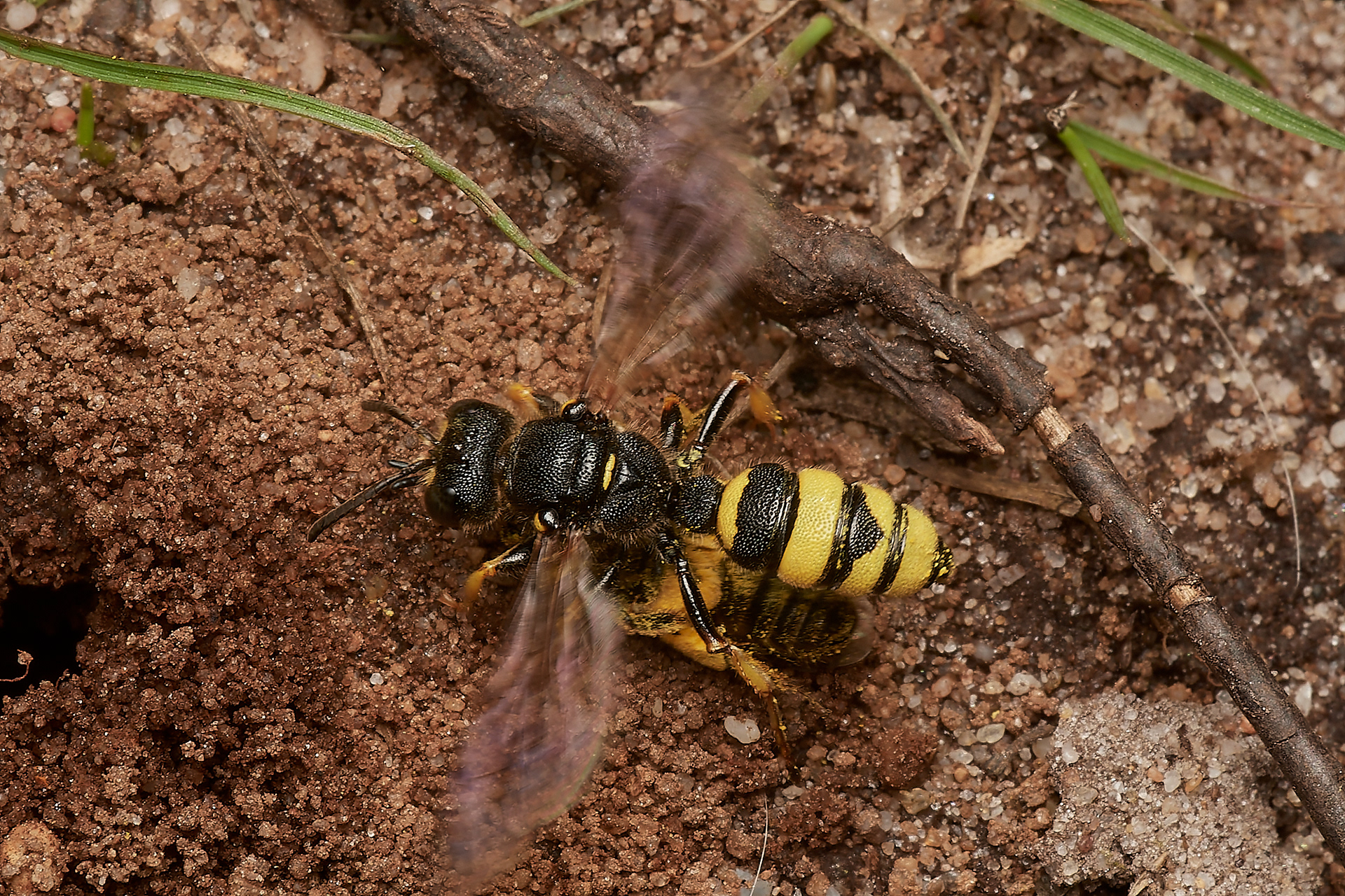 Ornate -tailed Digger Wasp (Cerceris rybyensis)