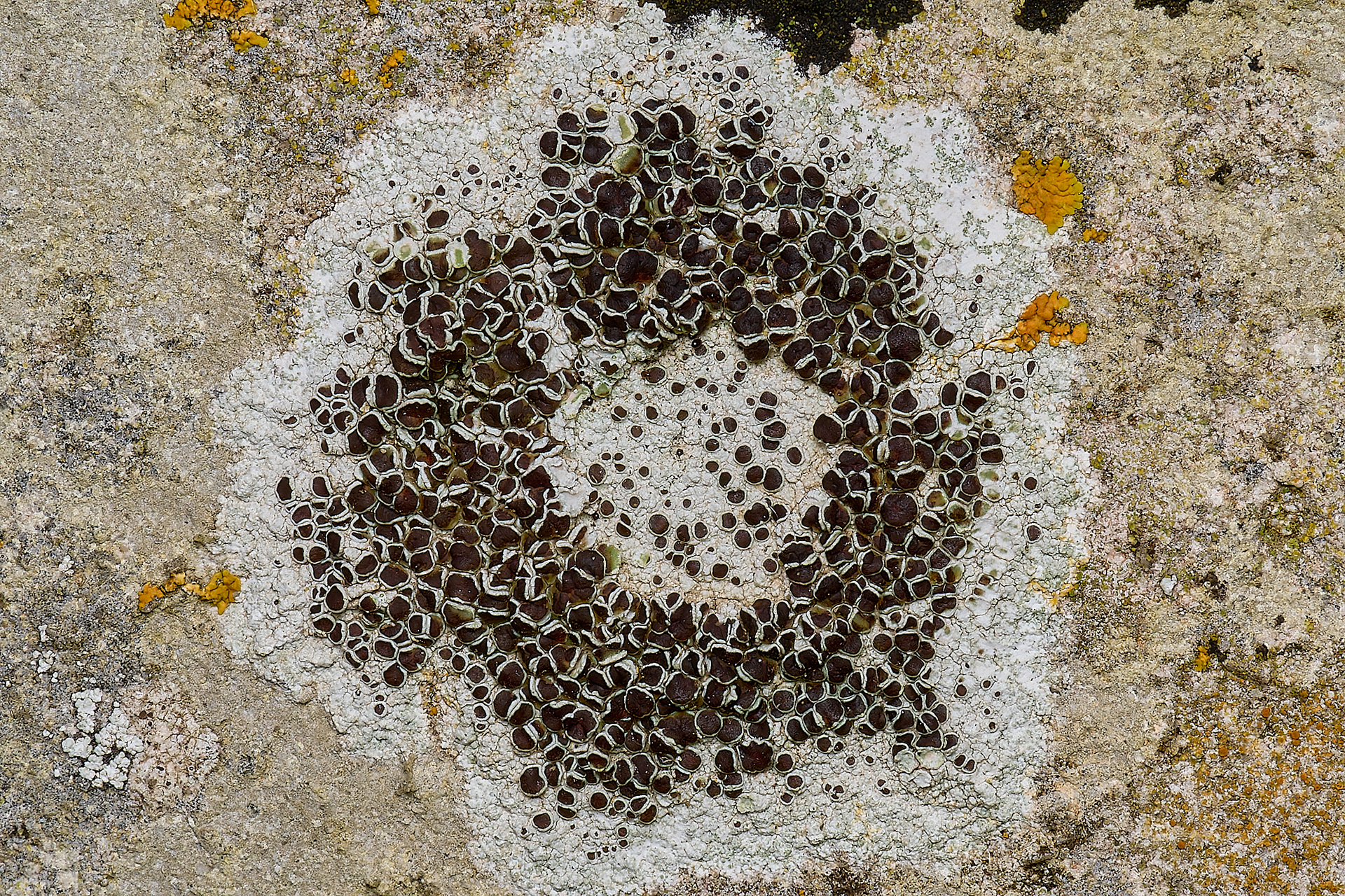 Leconora horiza