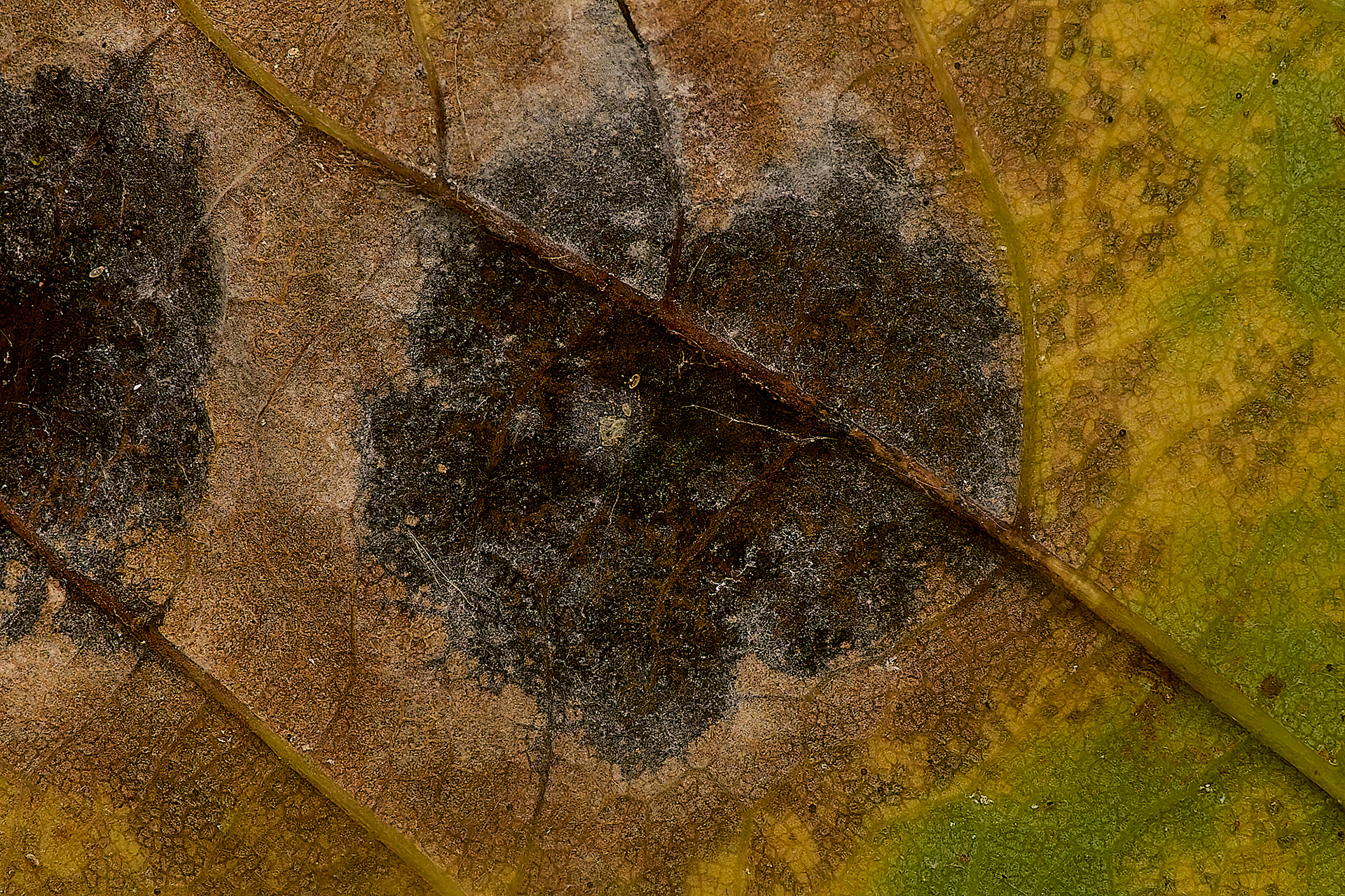 Sycamore Tar Spot (Rhytisma acerinum)