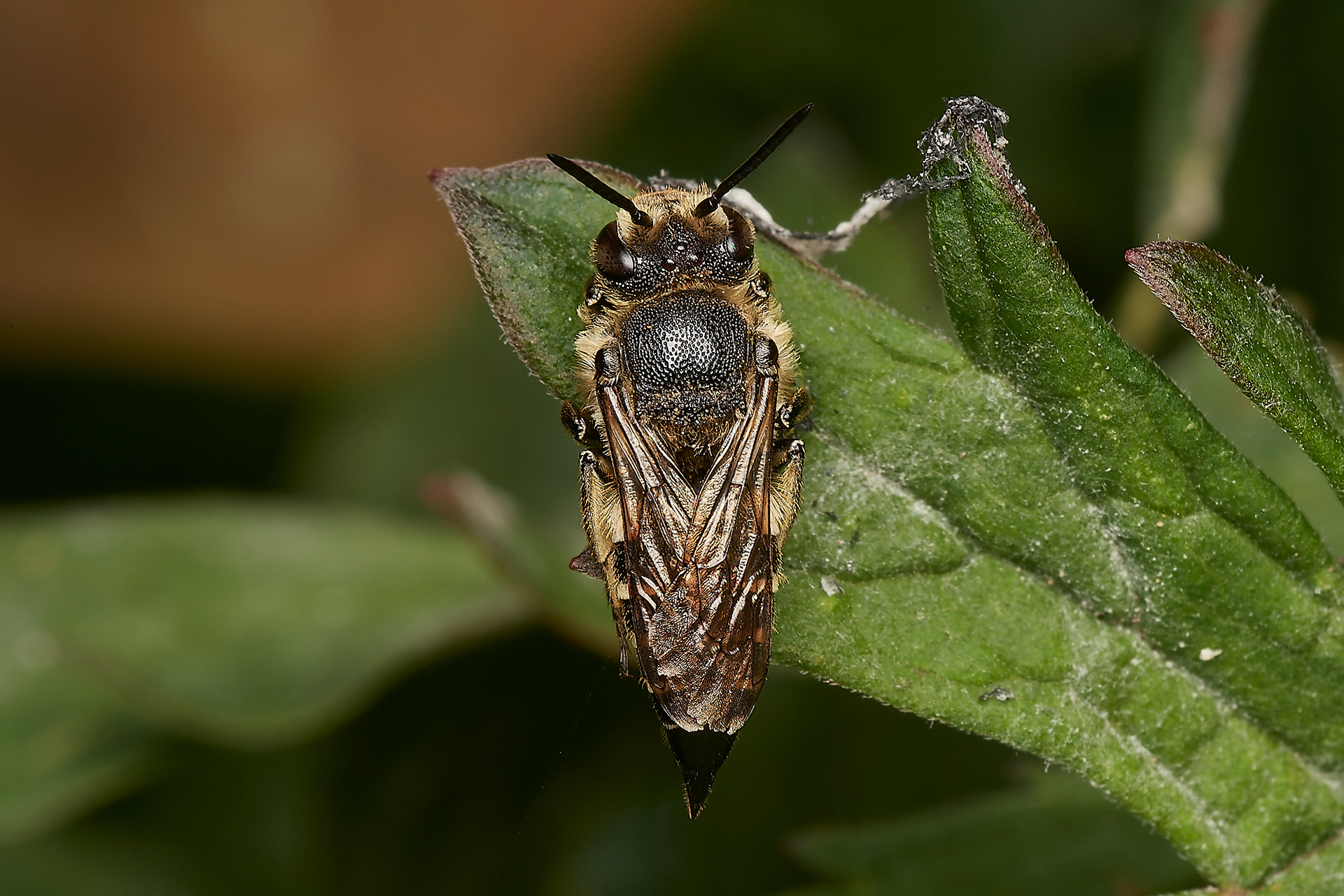 Dull-vented Sharp-tail Bee ♀︎ (Coelioxys elongata) Hanworth