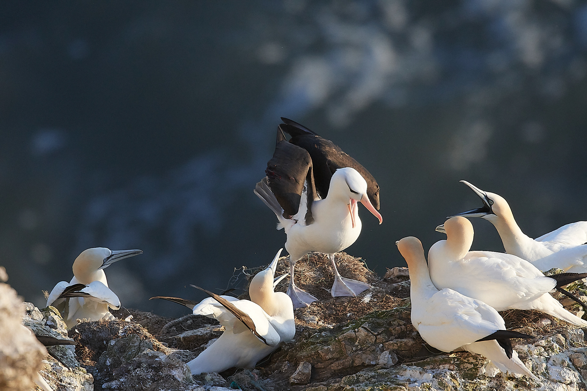 Black-browed Albatross (Thalassarche melanophris)