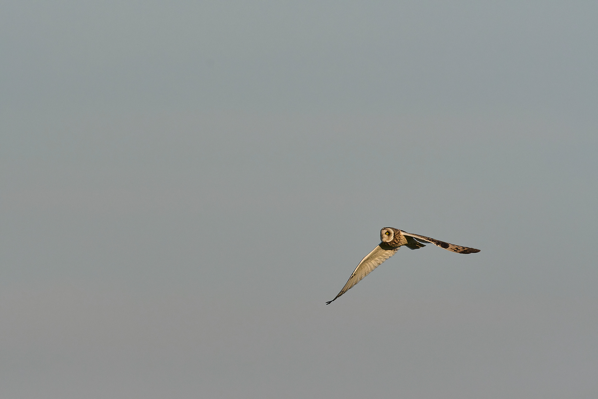Short-eared Owl