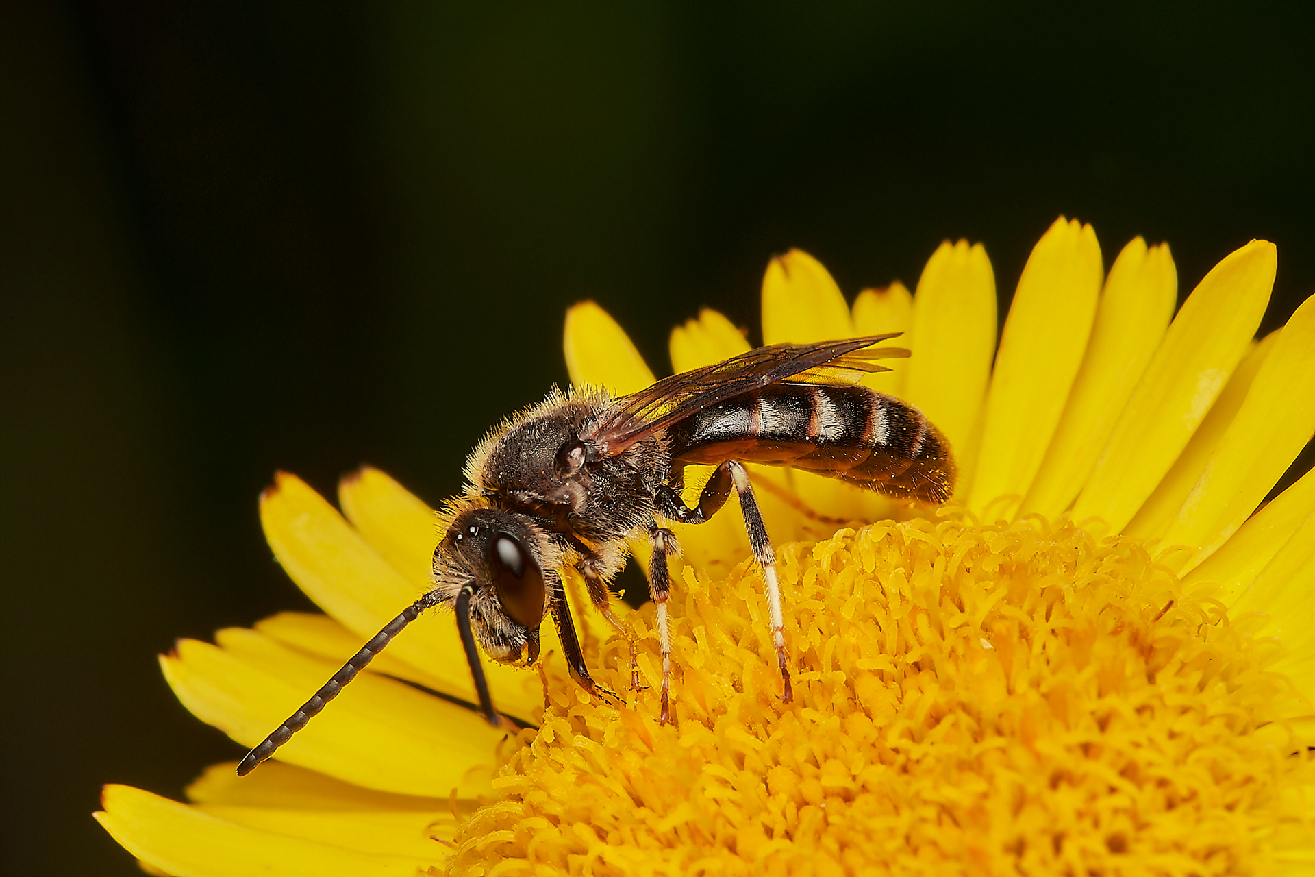 Furrow Bee Sp (Lasioglossum leucozonium? ) Hanworth
