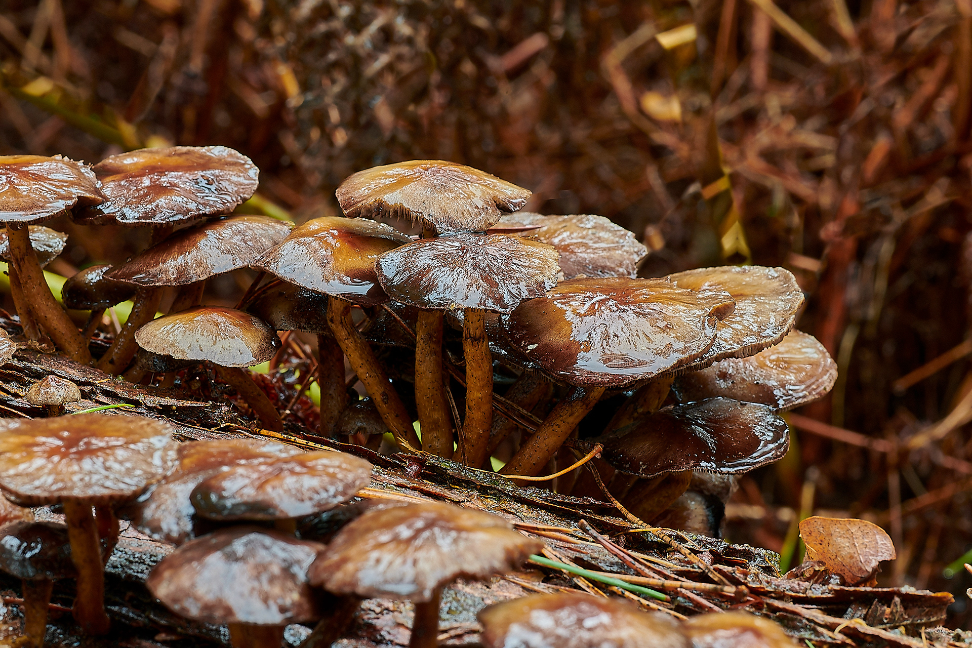Confier Tuft (Hypholoma capnoides)