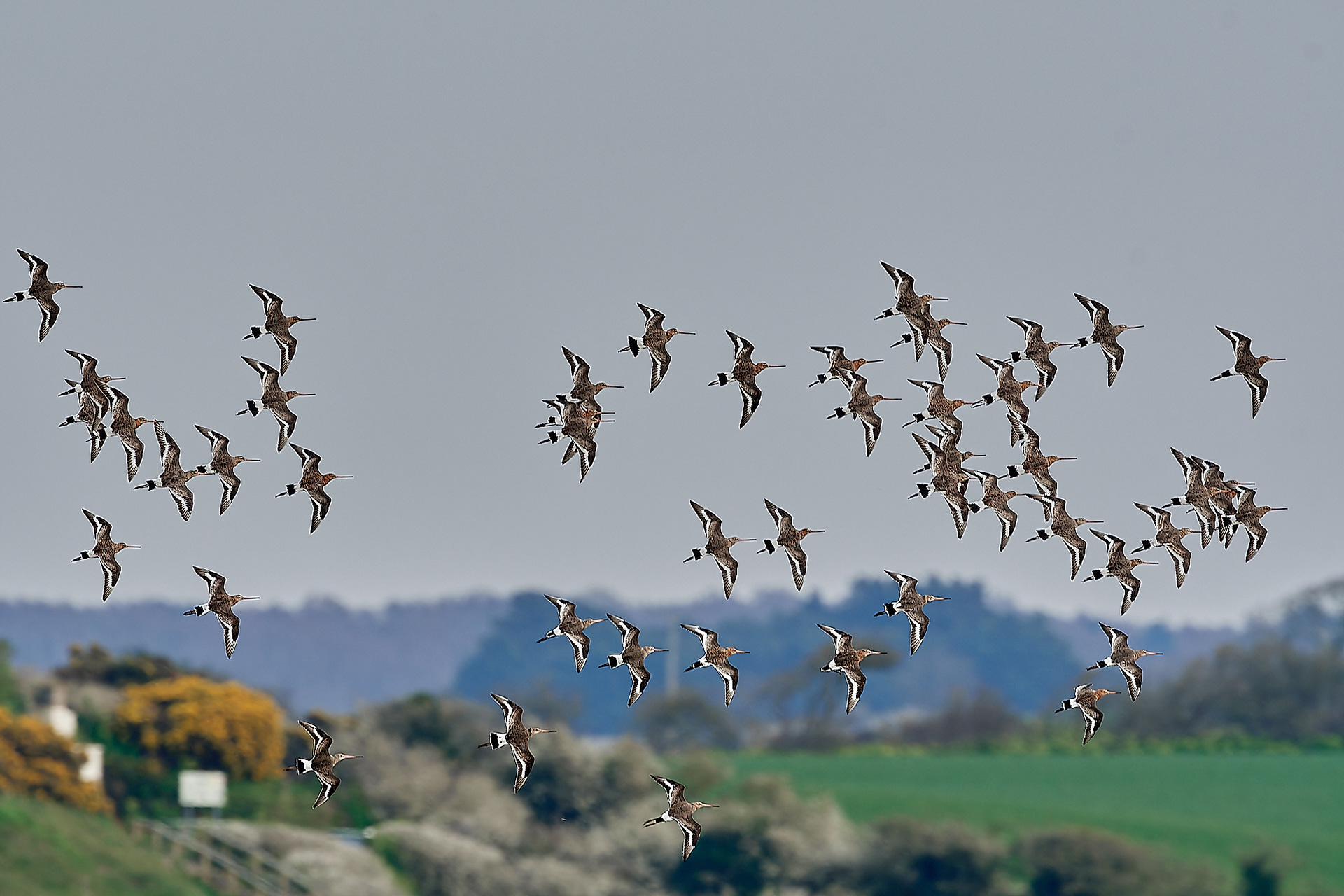 Black-tailed Godwit (Limosa limosa) Cley