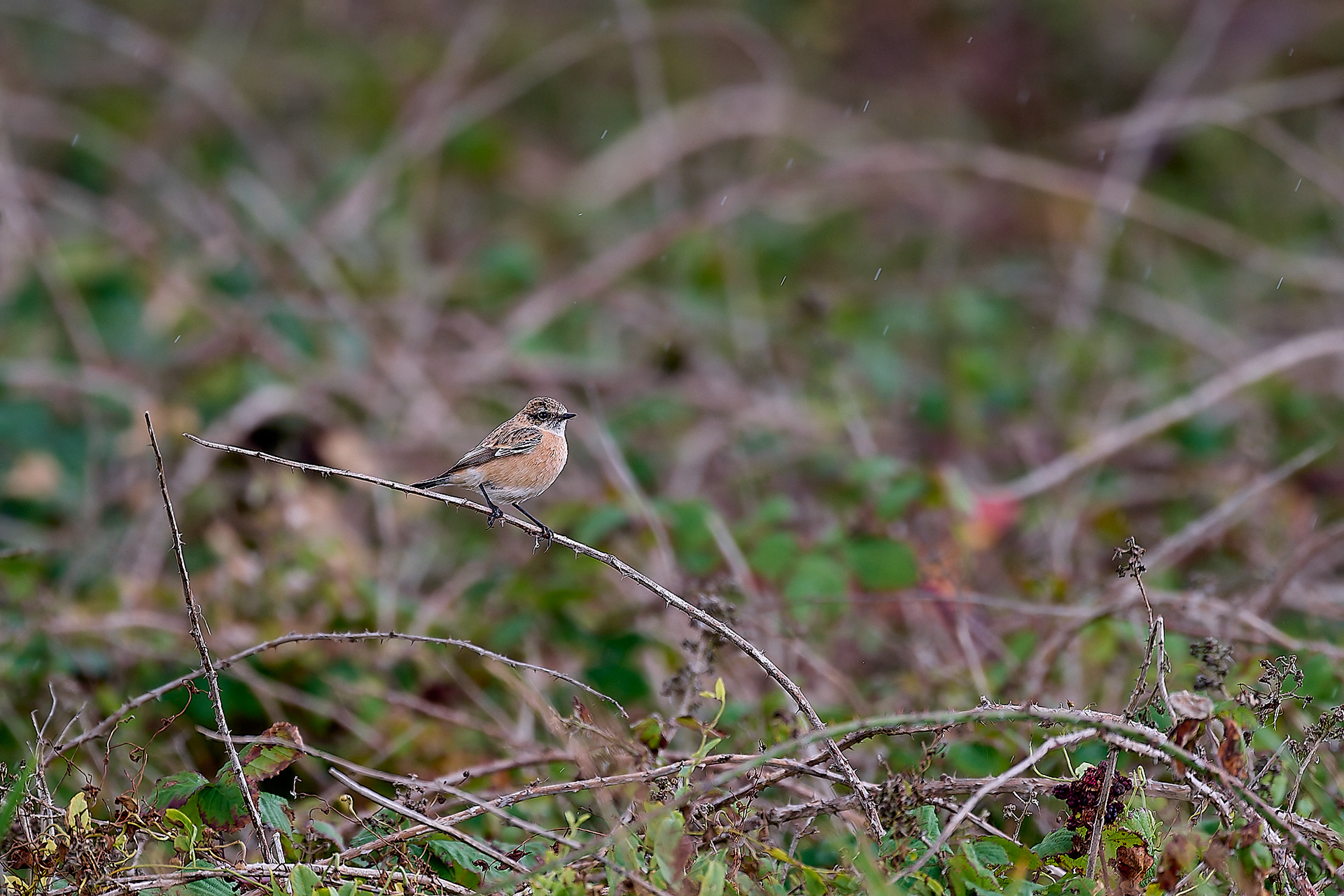 Eastern Stonechat Sp