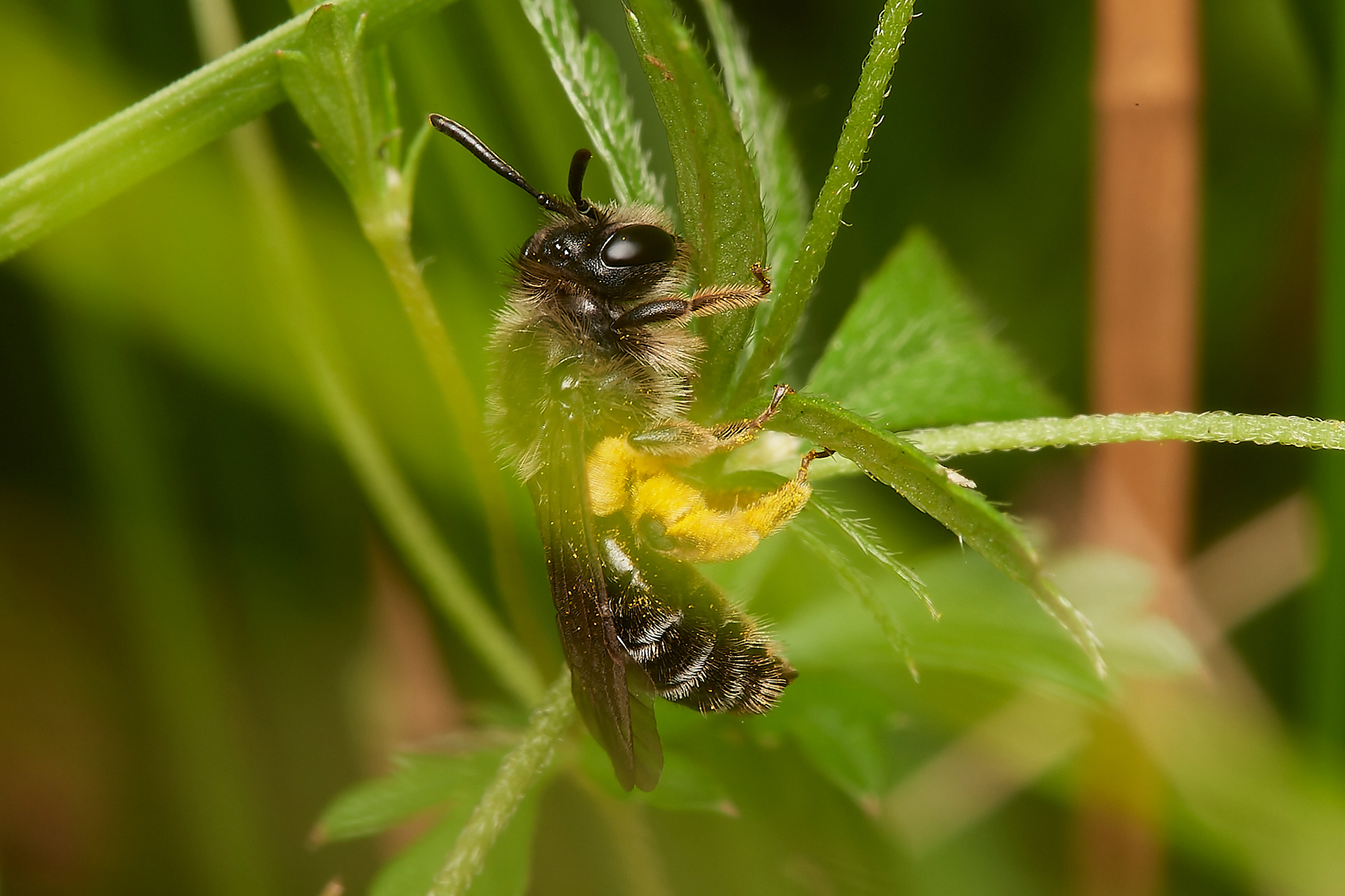 Tormentil Mining bee (Andrena tarsatta)