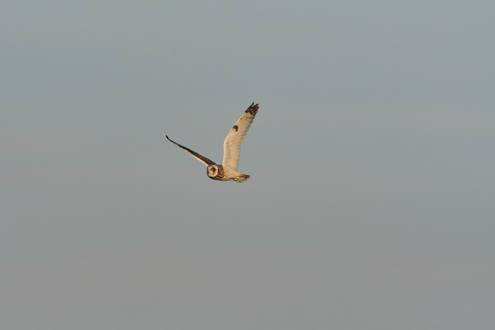 Short-eared Owl
