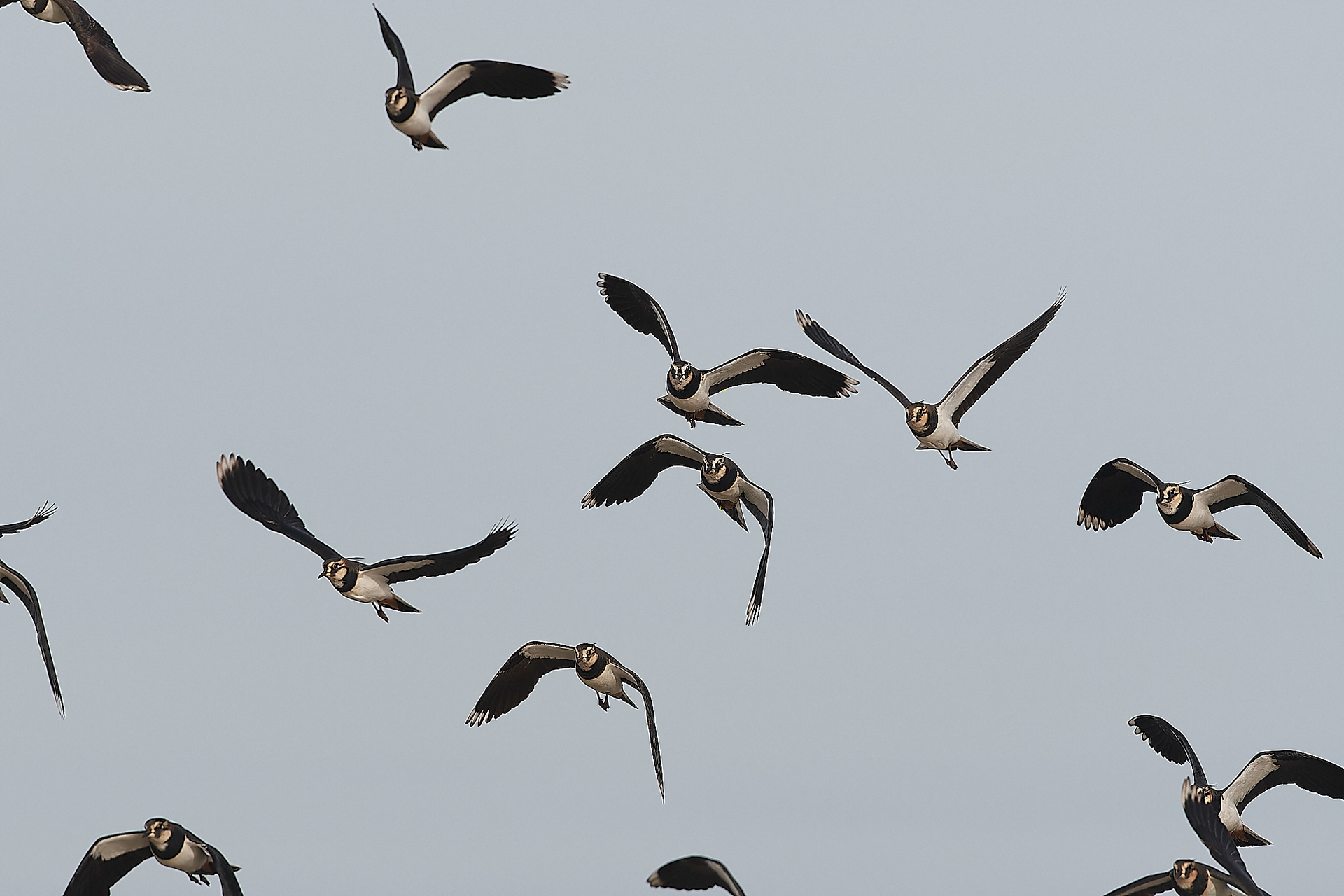 Lapwing (Vanellus vanellus)