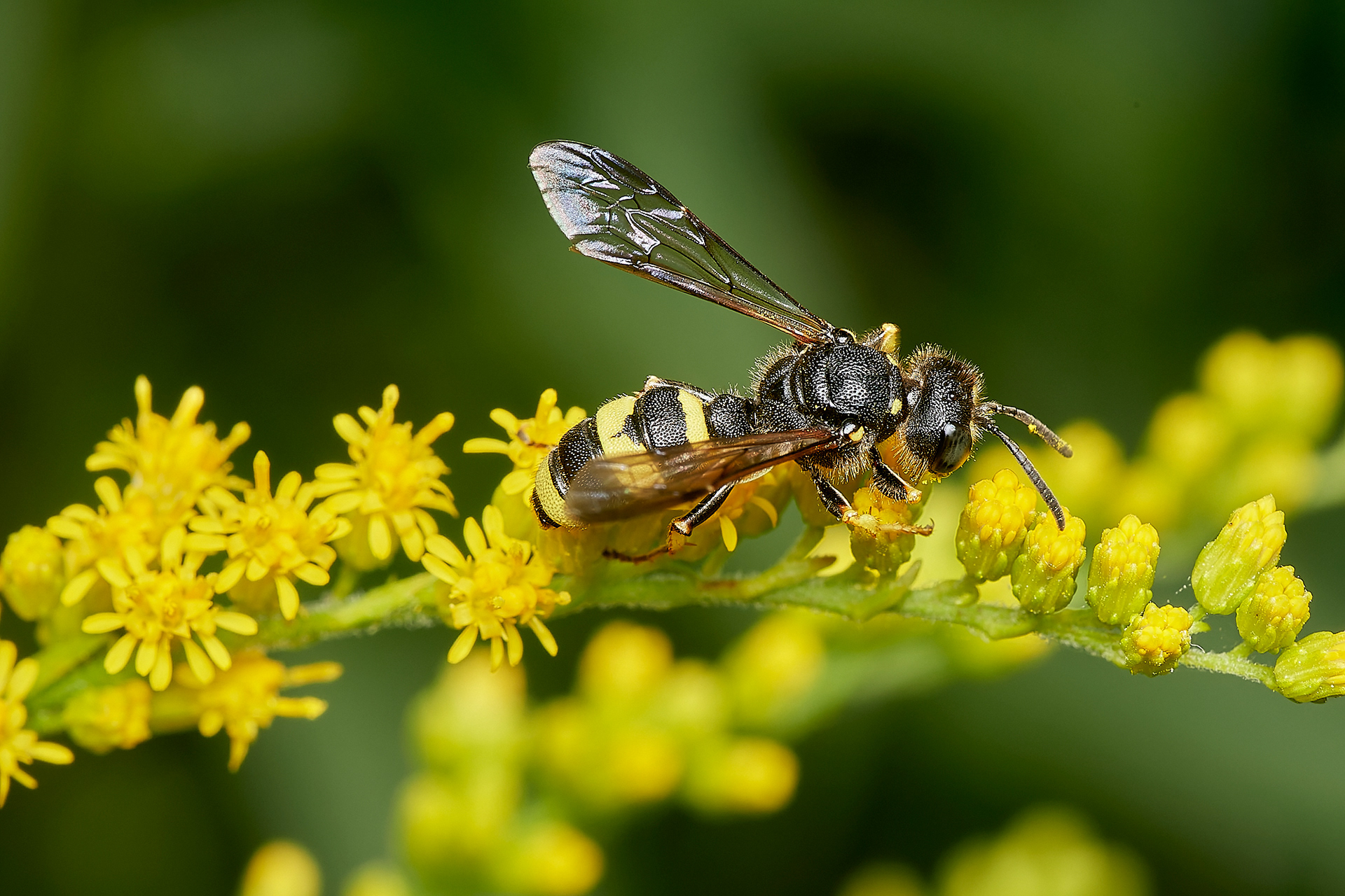 Ornate-tailed Digger Wasp (Cerceris rybyensis) Aylsham
