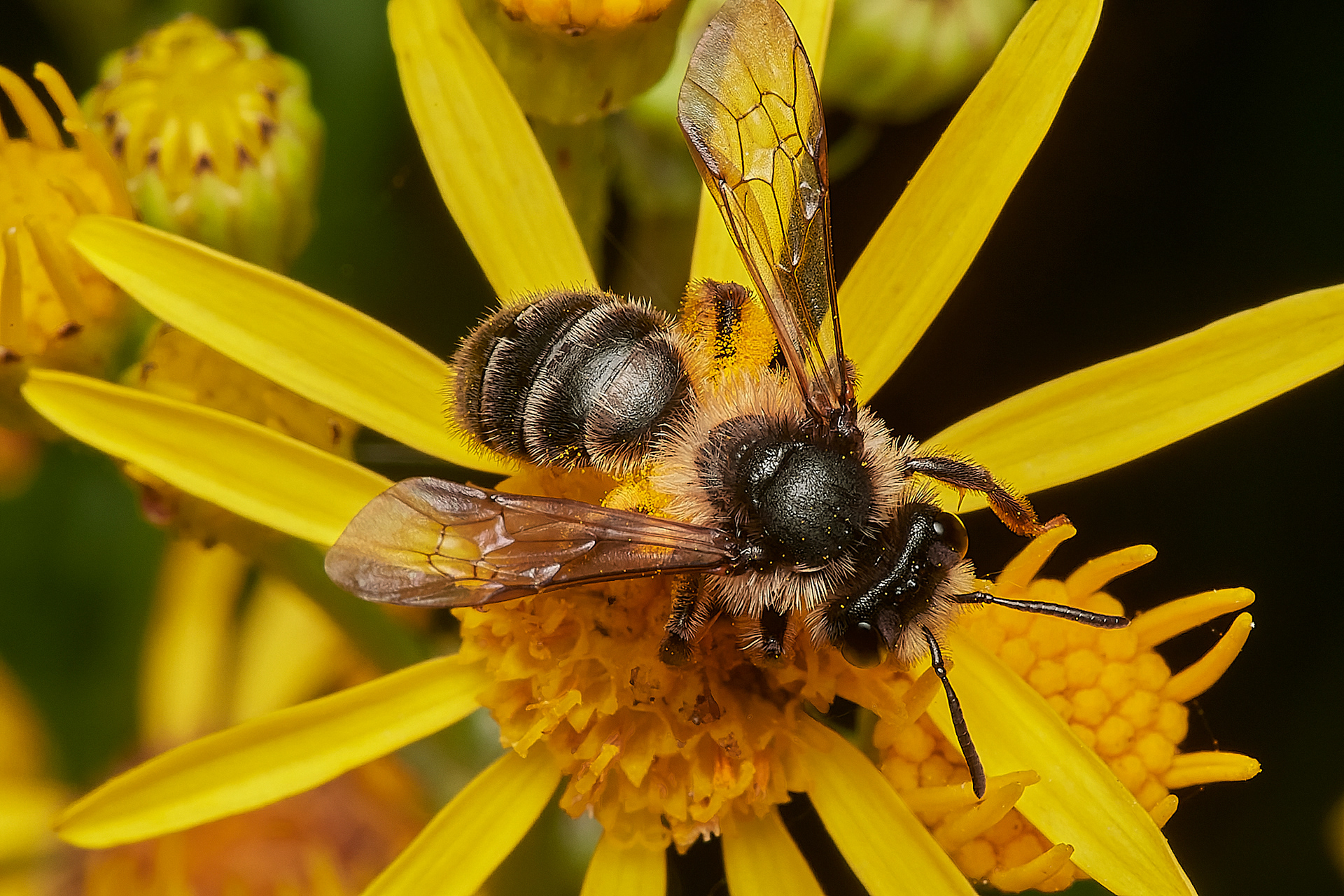 Grey-banded Mining Bee ♀︎(Andrena denticulata) Broadland Country Park