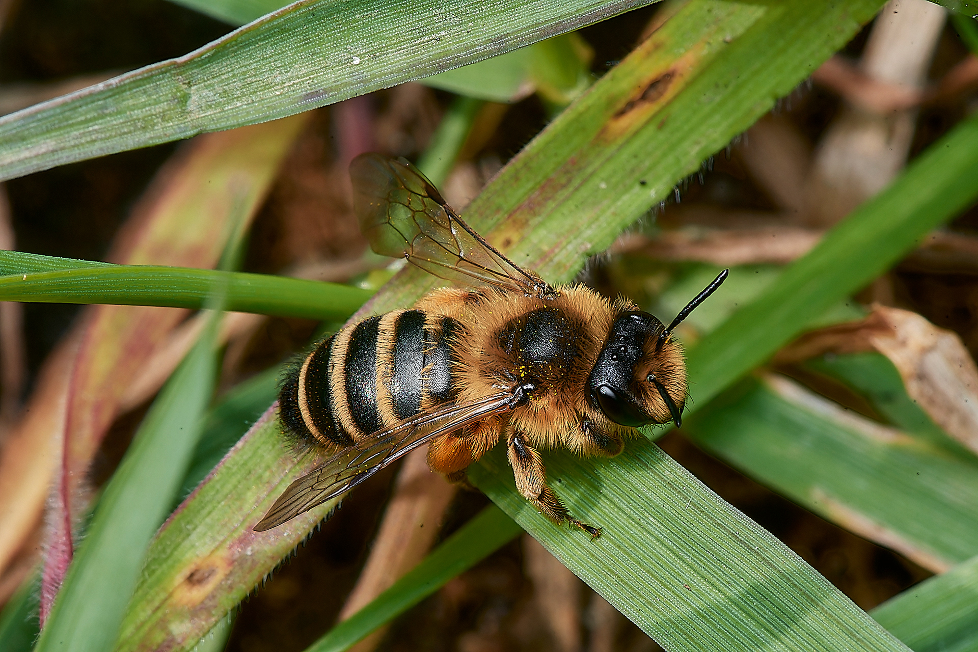 Yellow-legged Mining bee ♀︎ (Andrena flavipes) 04/23