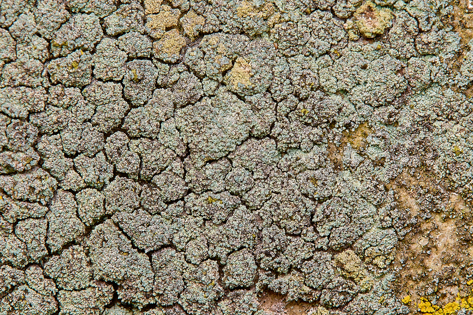 Lepraria incana