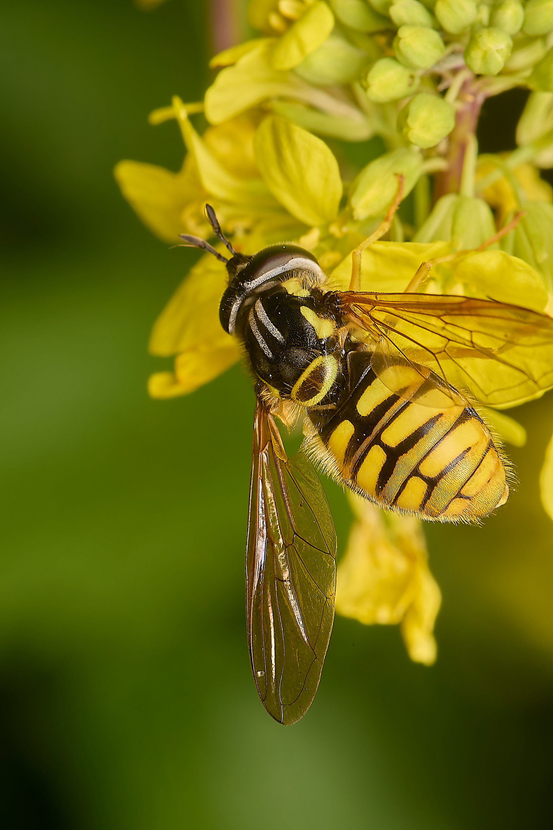 Large Spearhorn (Chrysotoxum cautum)