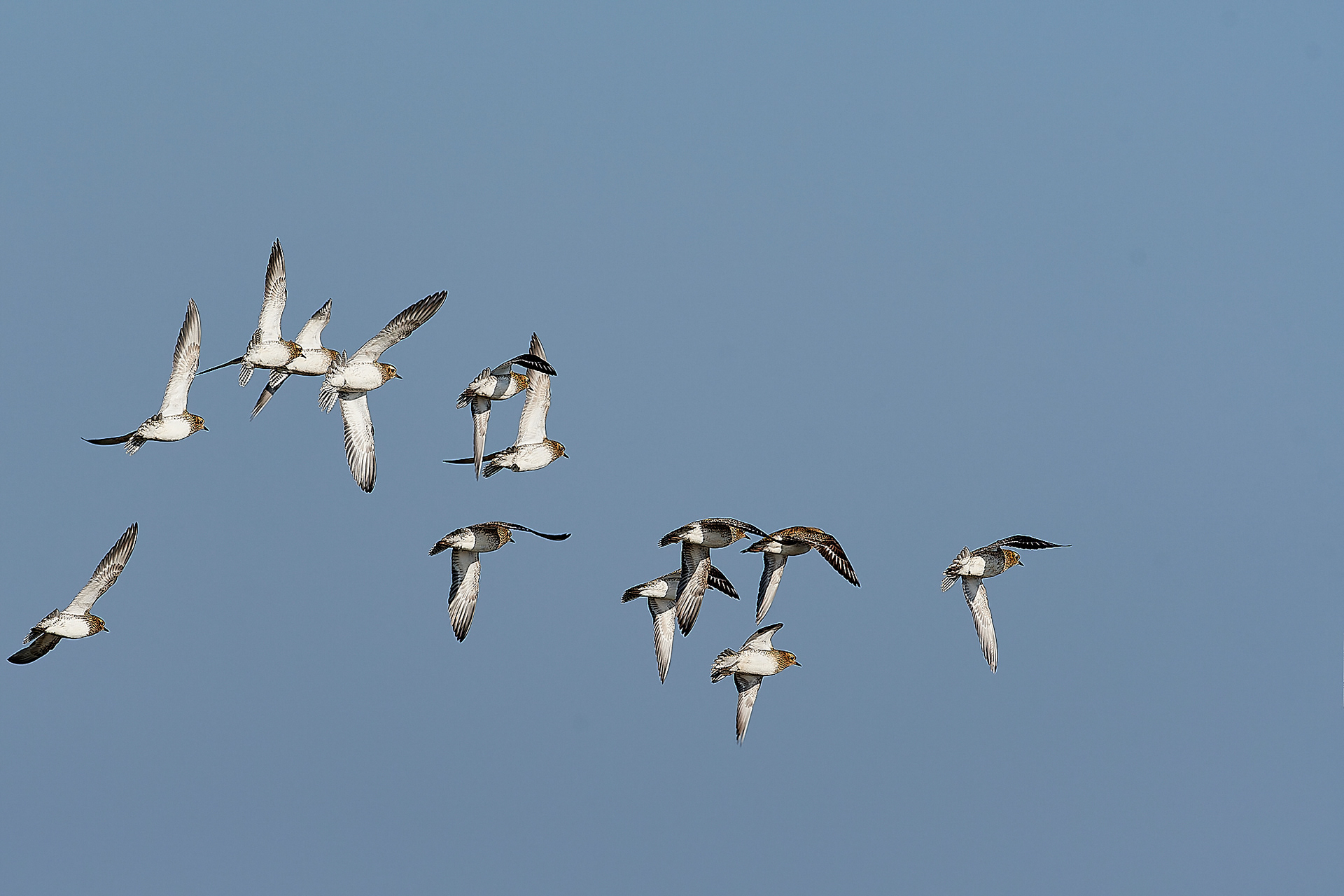 Golden Plover (Pluvialis atricaria) Cley