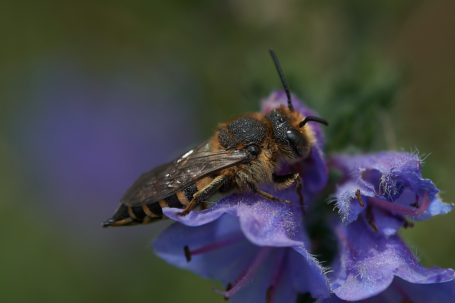 Rufescent Sharp-tail Bee (Coelioxys rufescens) Santon Downham