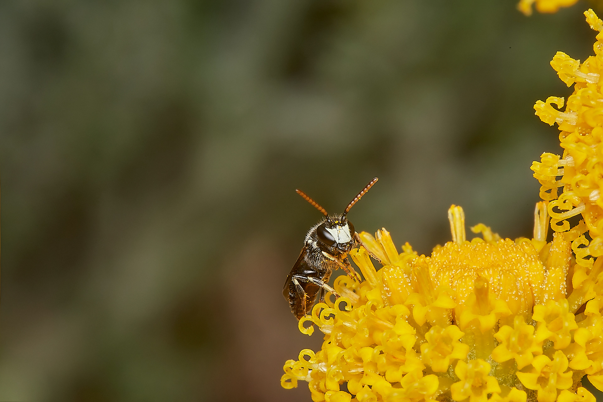 Hairy Yellow-face ♂︎(Hylaeus signatus) Slapton Ley