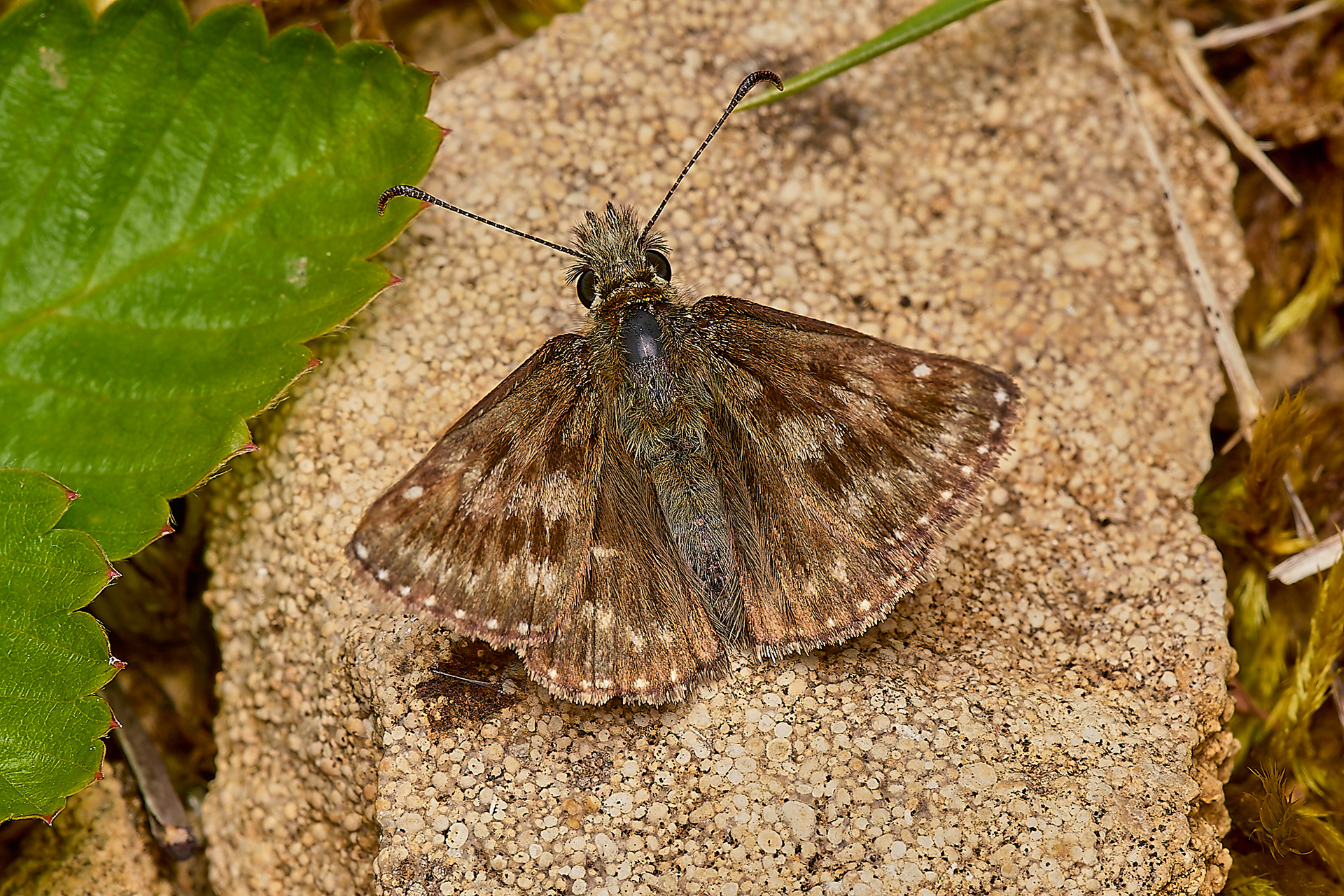 Dingy Skipper
