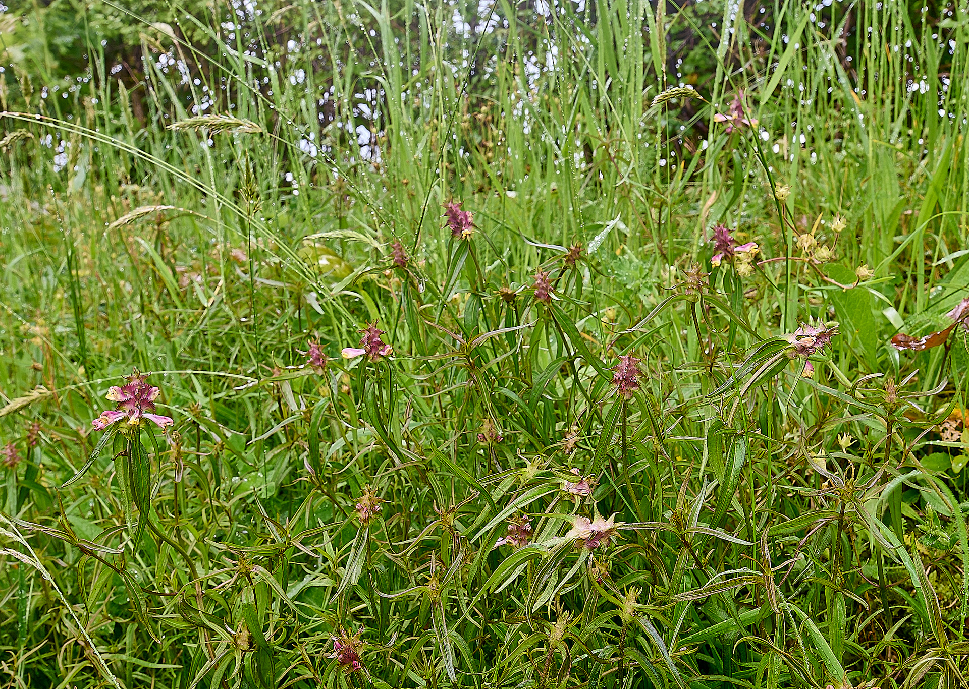 Crested Cow-wheat (Melampyrum cristatum)