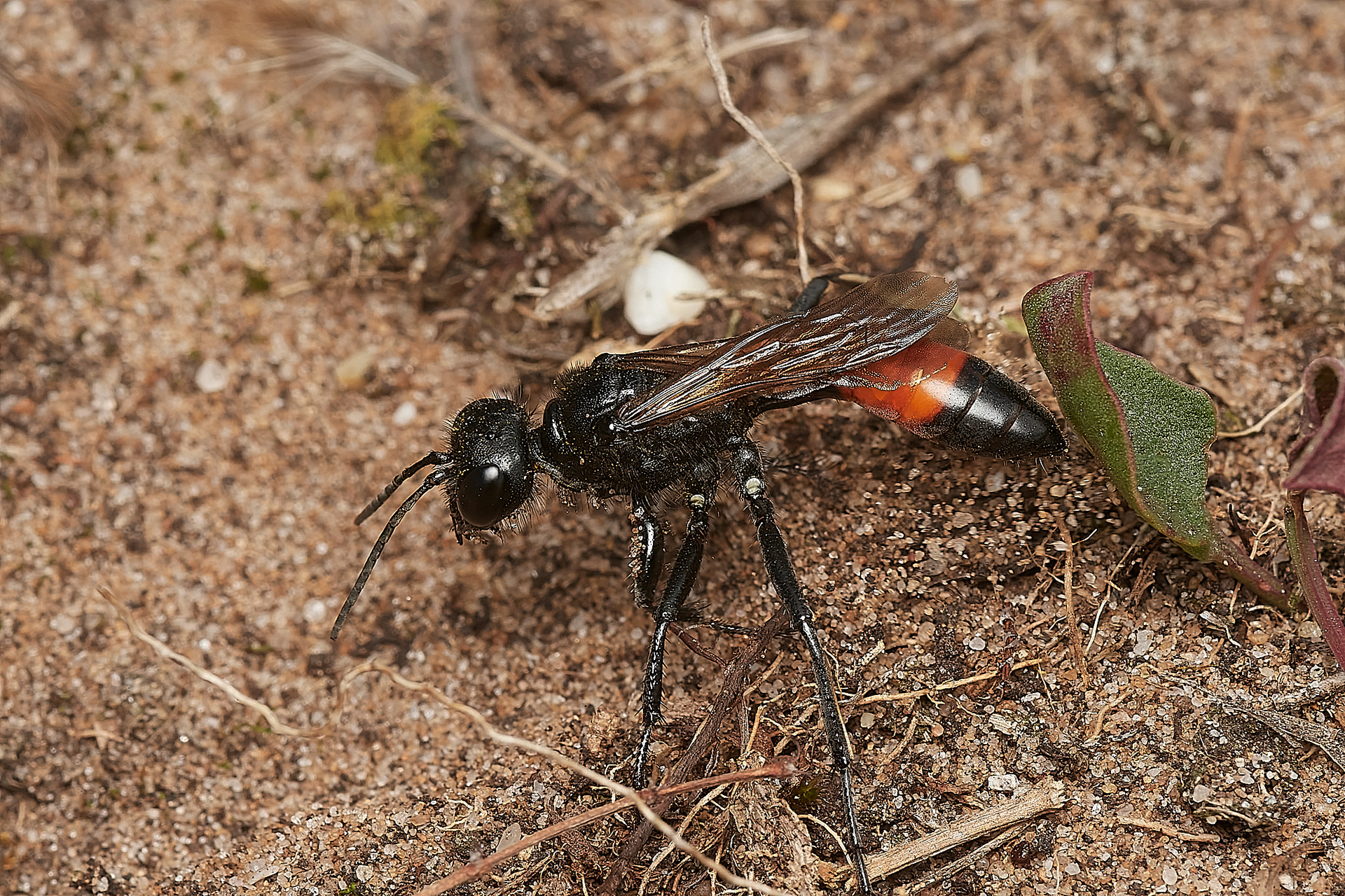 Eastern Sand Wasp (Podalonia affinis) Little Eye, Salthouse