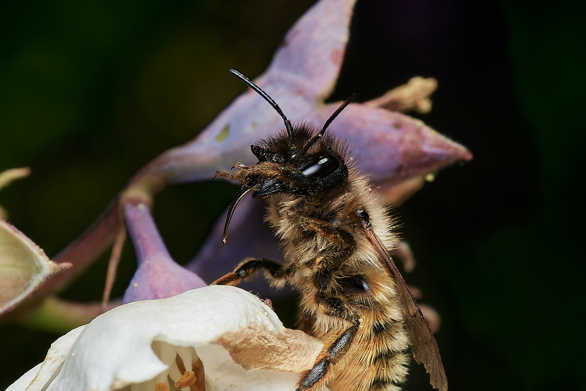 Red Mason Bee ♀︎(Osmia bicornis) Hanworth