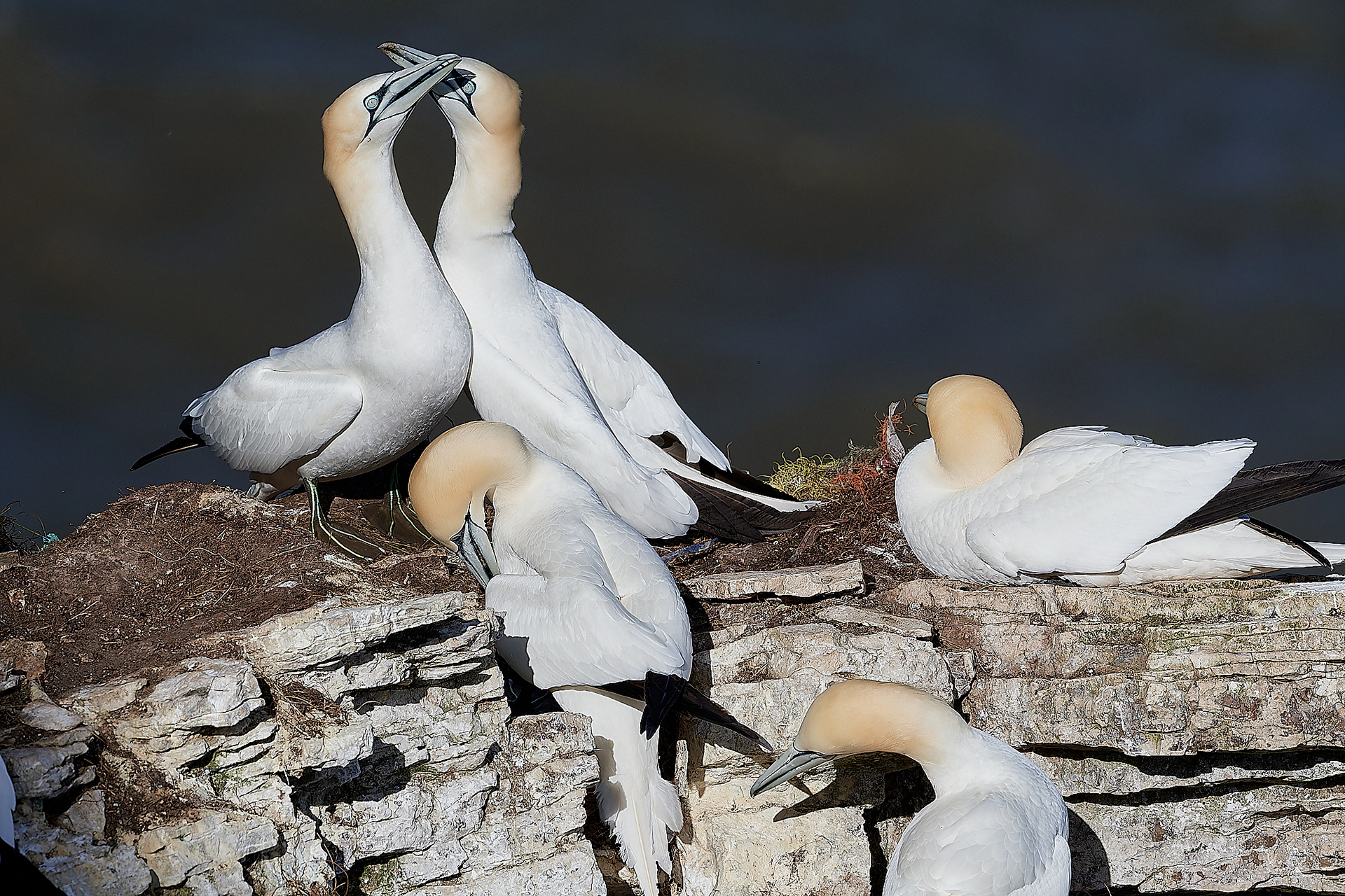 Gannets (Morus bassanus)