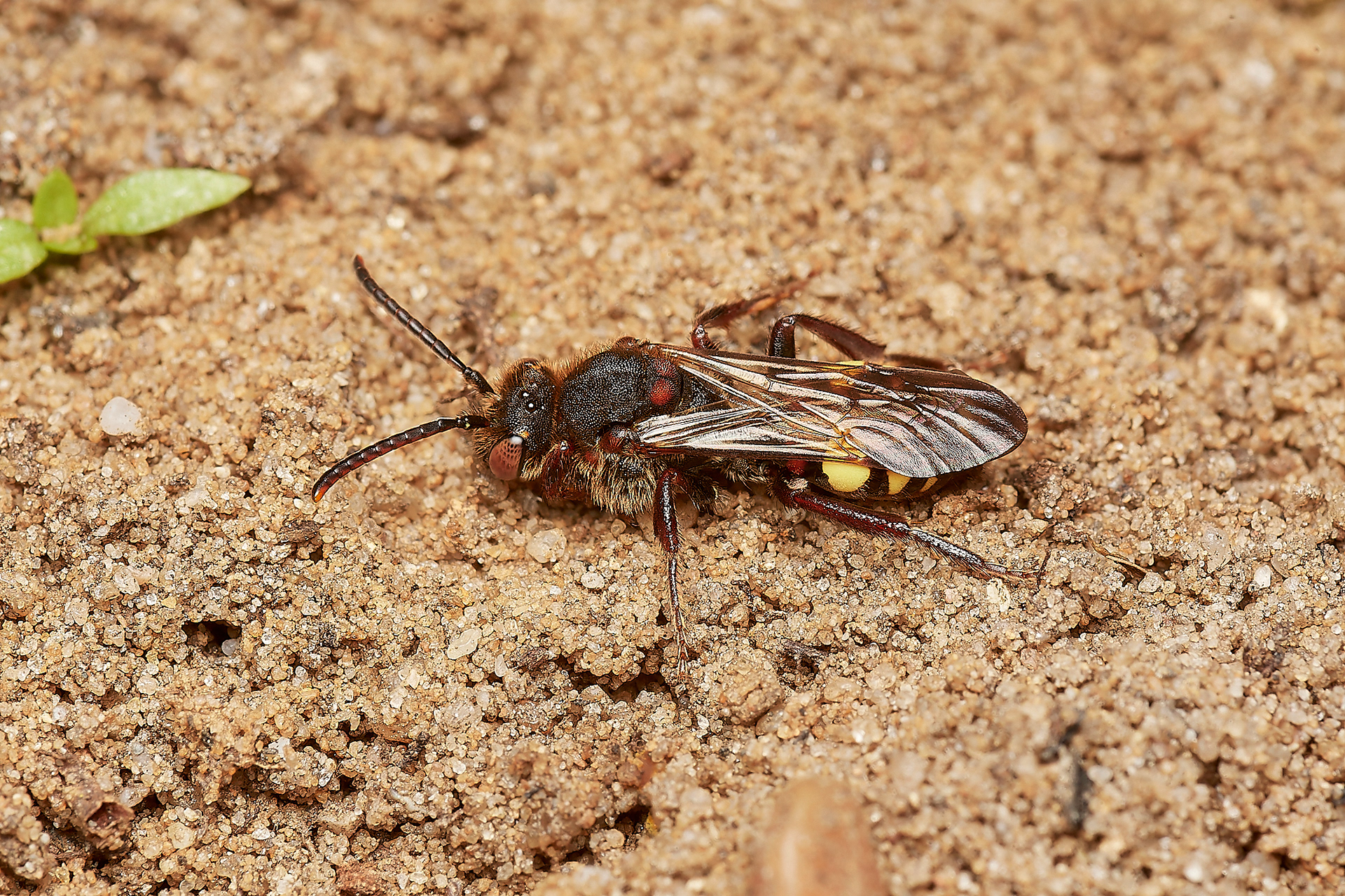 Early Nomad Bee ♀︎(Nomada leucopthalma) - Strumpshaw 03/23