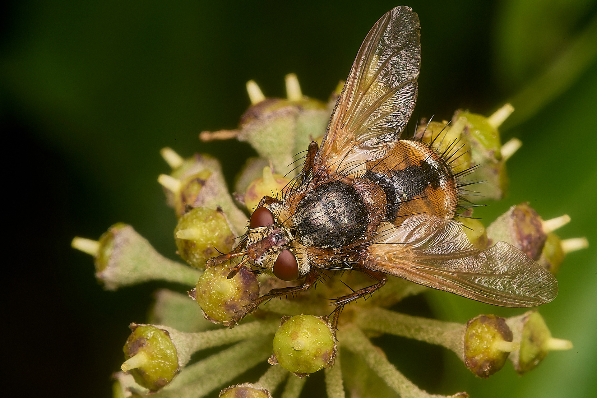 Tachina fera