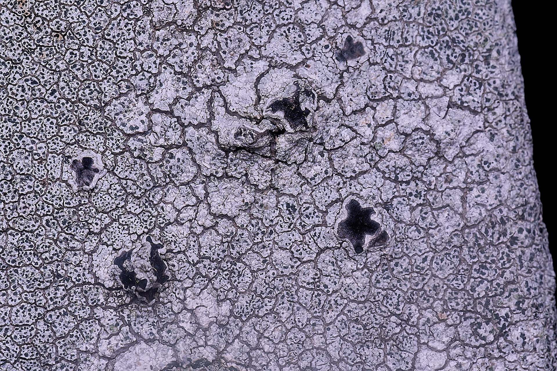Very grazed Tephromela atra
