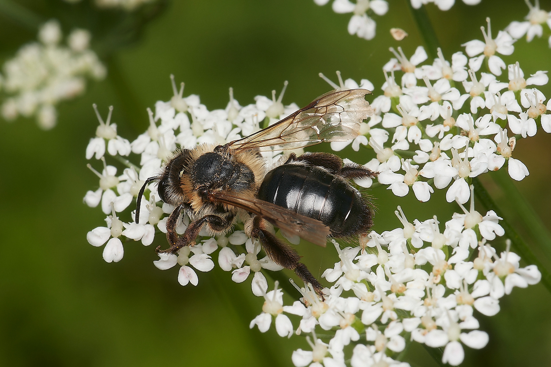 Chocolate Mining Bee ♀︎ (Andrena scotica) Hanworth