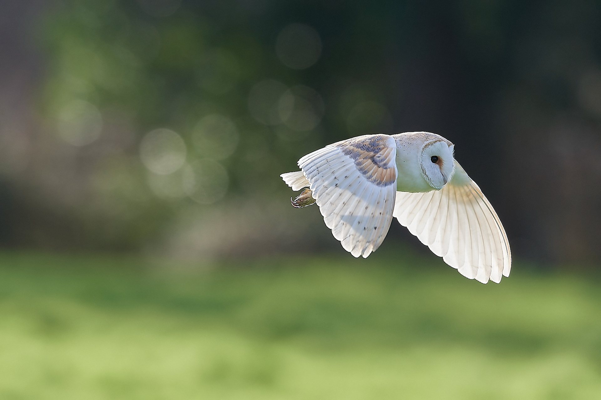 Barn Owl (Tyto alba)