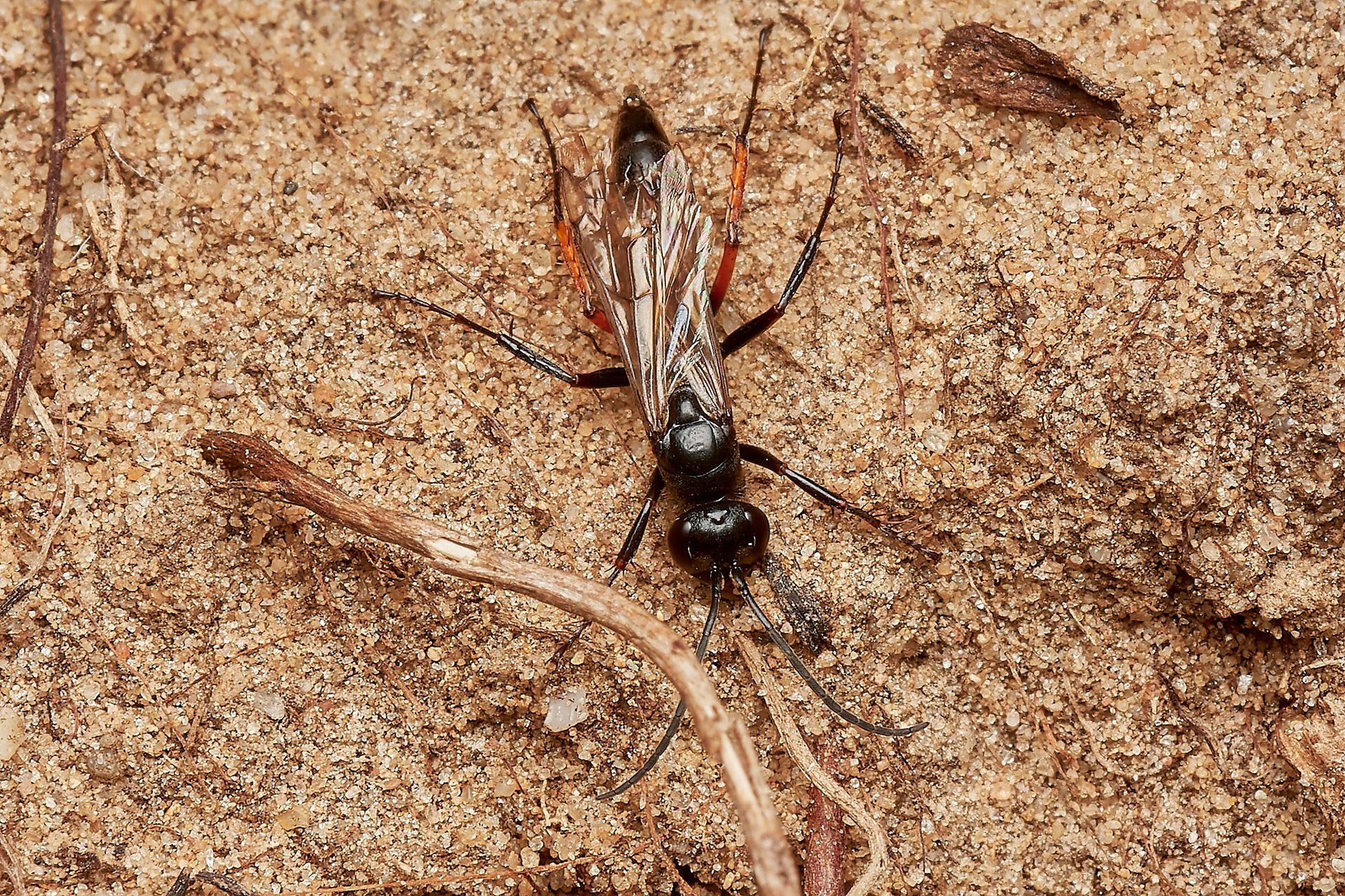 Red-legged Spider Wasp (Episyron rufipes) Spalla Gap