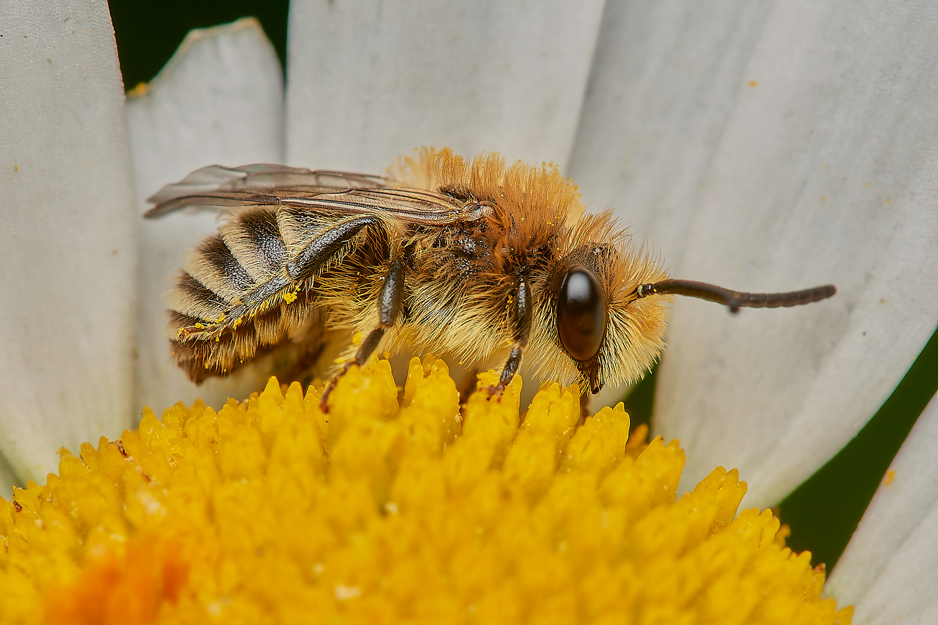 Davies Colletes ? (Colletese daviesanus) Hanworth