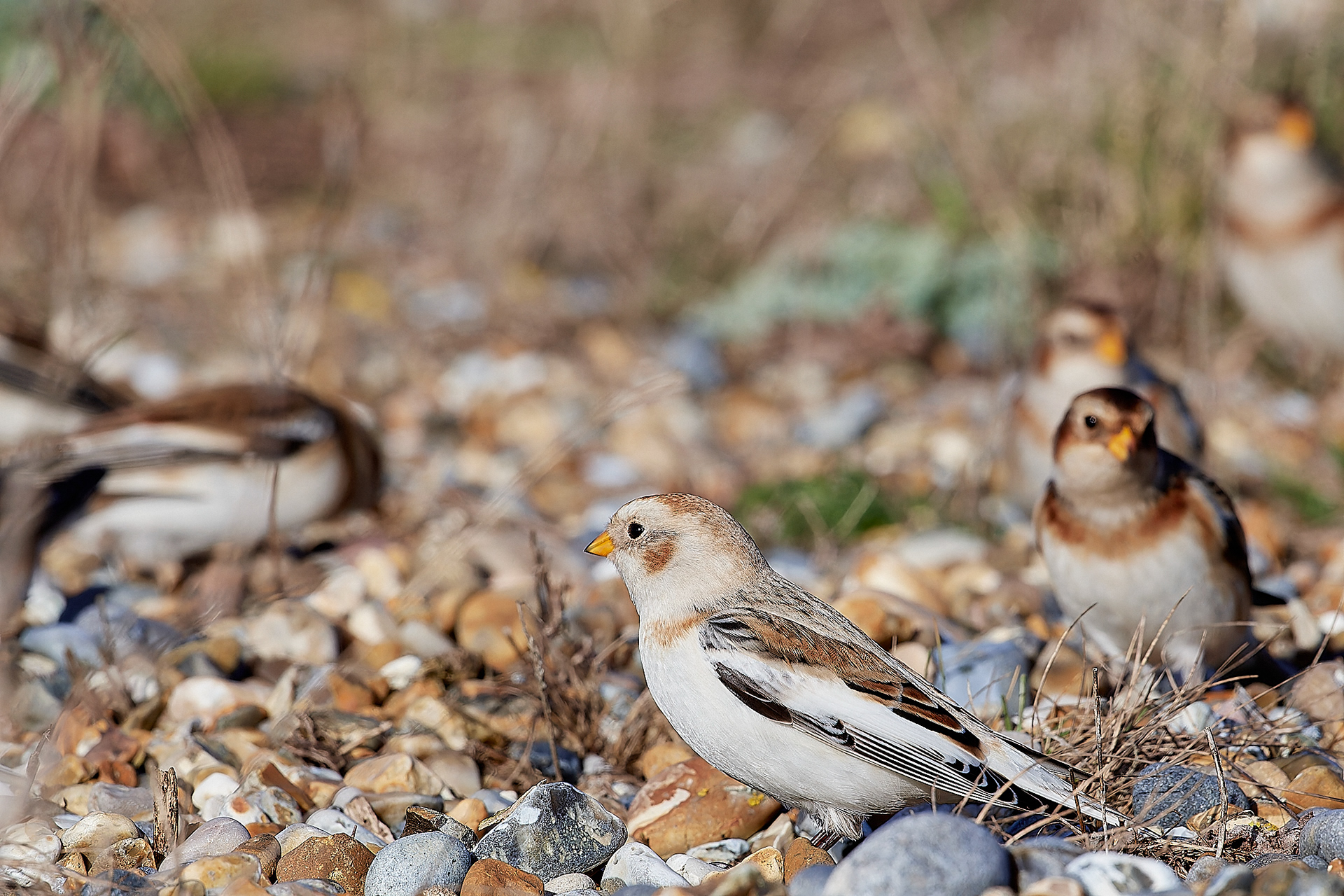 Snow Bunting (Plectrophenax nivalis) Cley