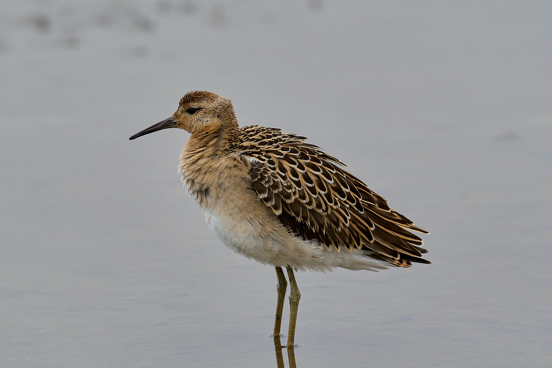 Titchwell Ruff (Calidris pugnax) 09/24