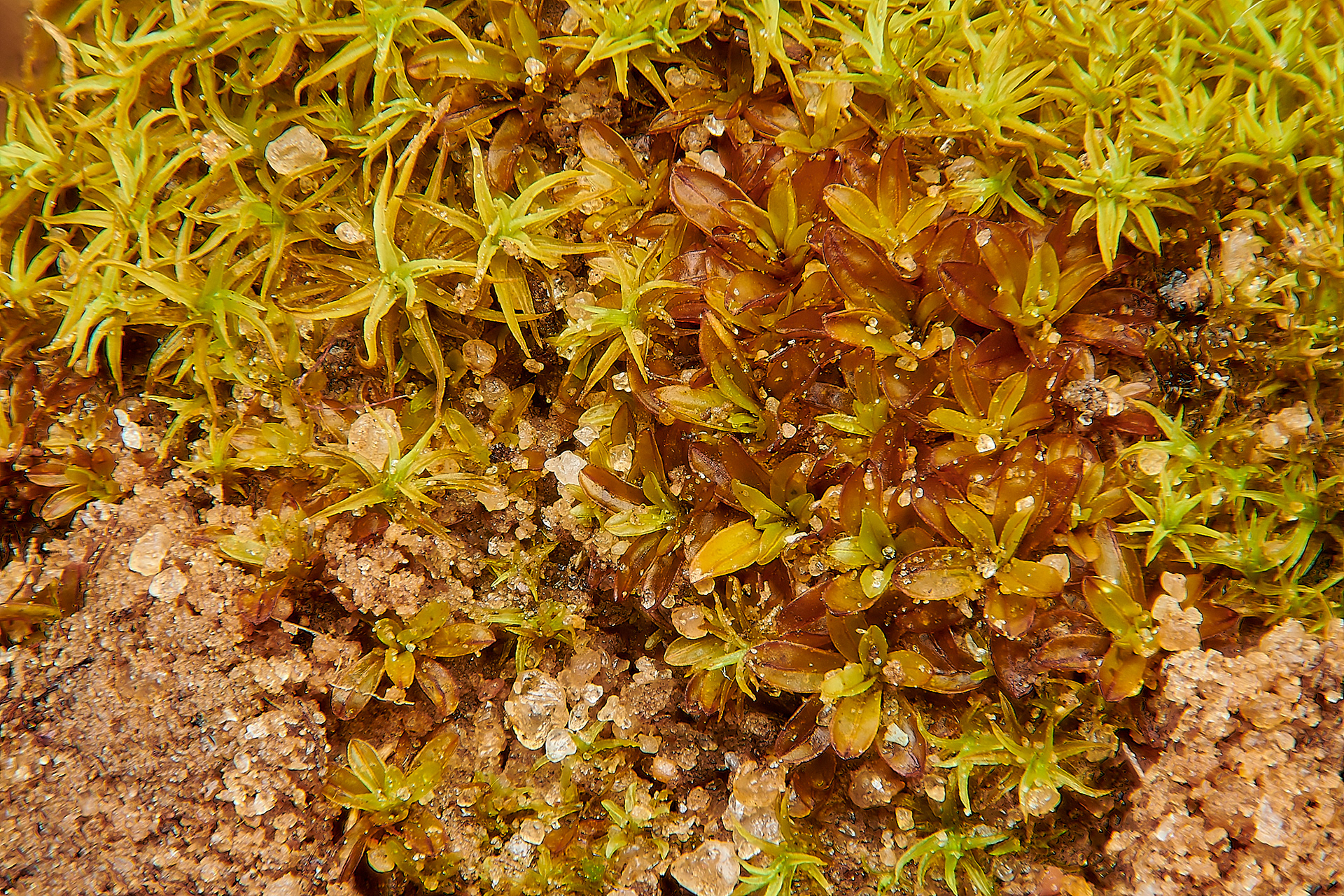 Bolander's Screw-moss (Tortula bolanderi) Felmingham