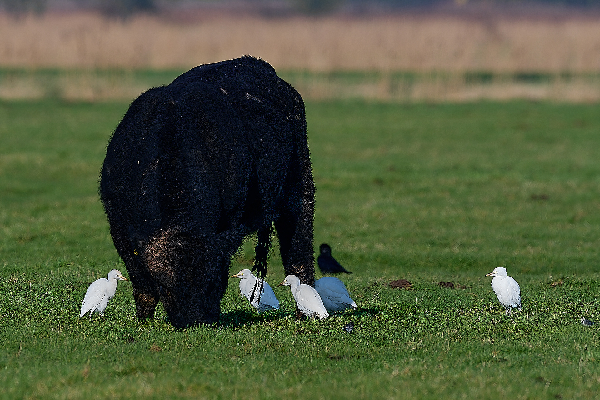 Cattle Egret