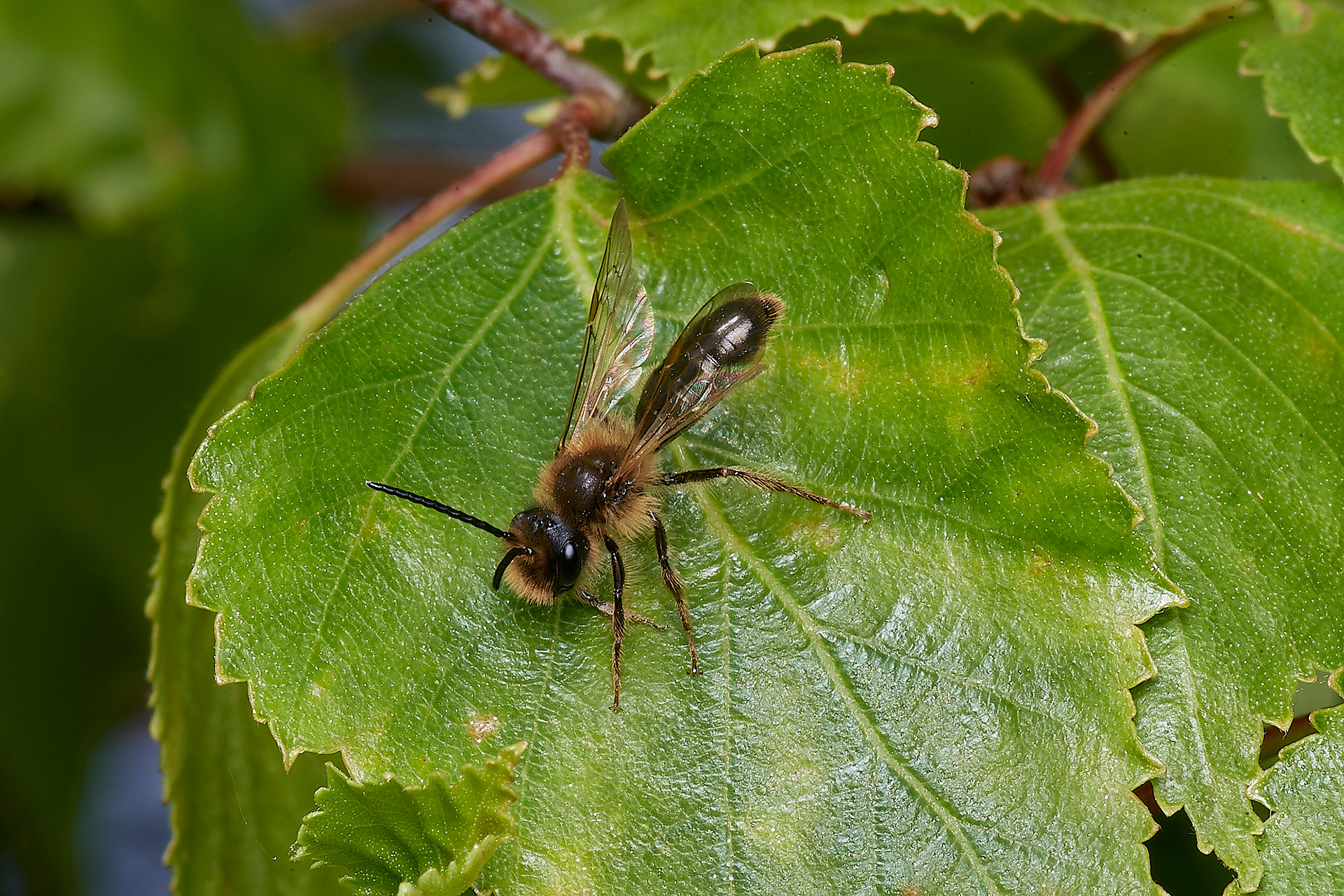 Chocolate Mining Bee ♂︎(Andrena scotica) Kelling Heath