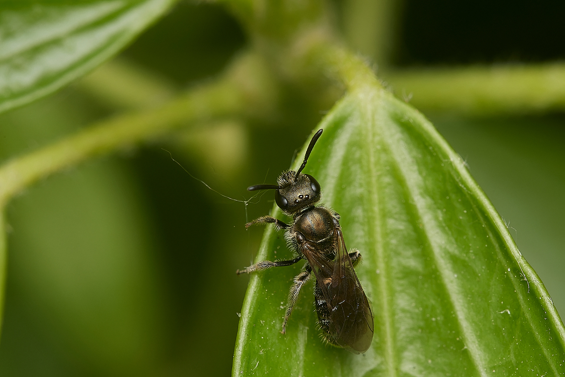 Brassy Mining Bee ? (Lasioglossum morio) Strumpshaw Fen