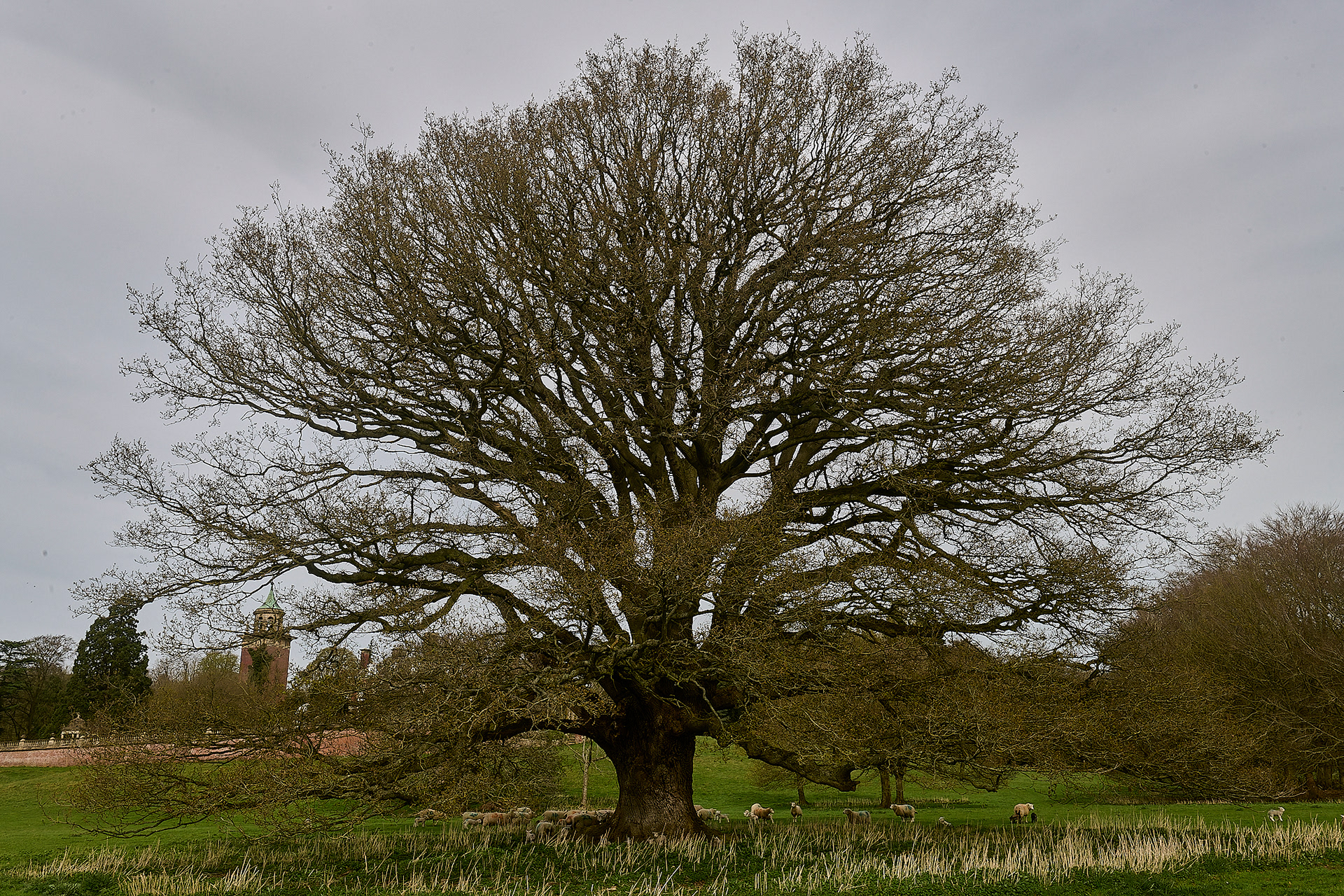 Parkland Oak (Quercus robur)