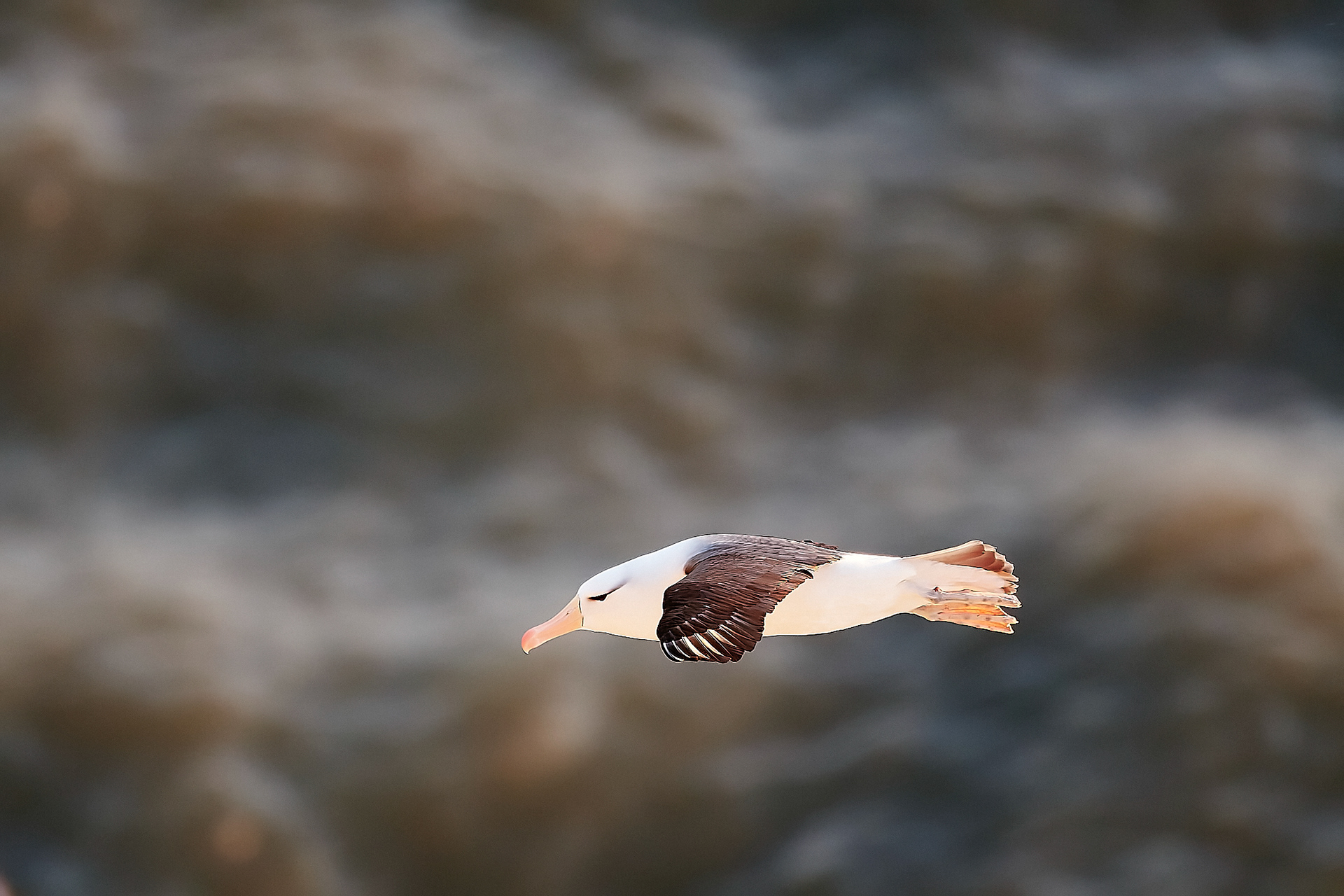 Black-browed Albatross (Thalassarche melanophris)