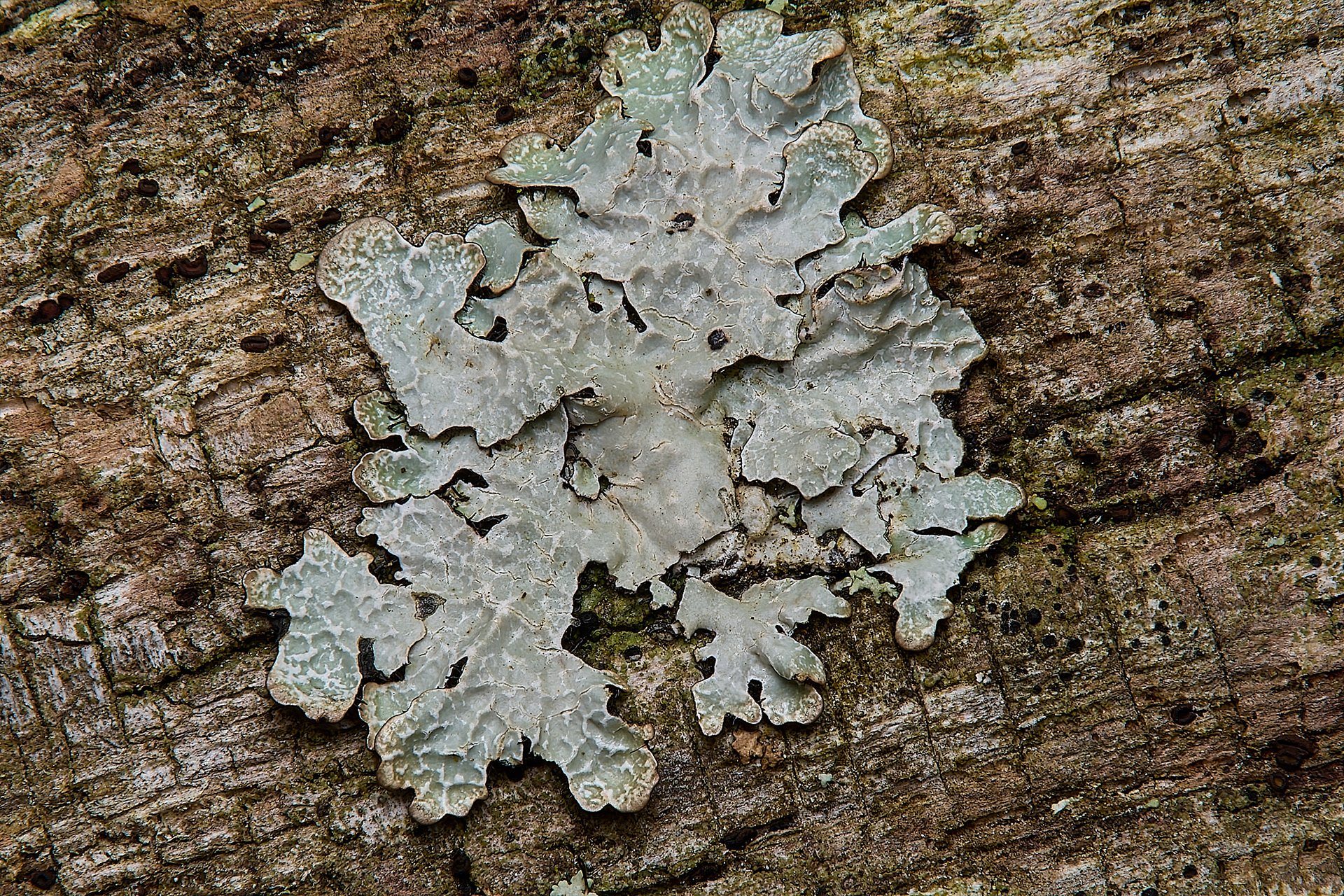 Hammered Shield Lichen (Parnelia sulcata)