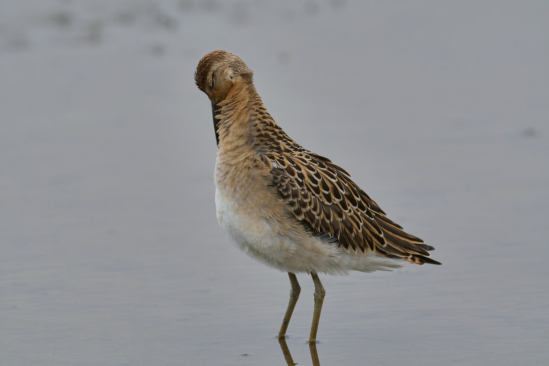 Titchwell Ruff (Calidris pugnax) 09/24
