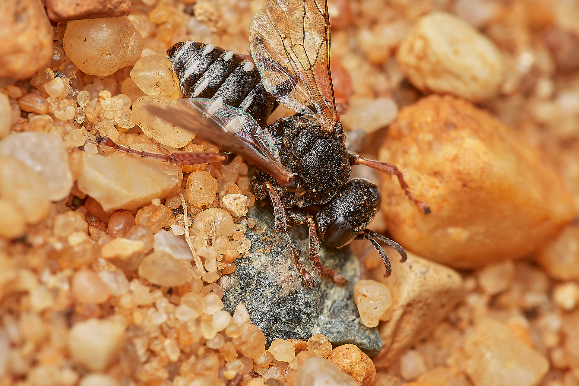 Digger Wasp (Oxybellus uniglumis) Broadland Country Park